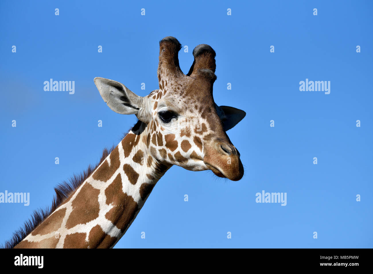 Baringo Giraffe Stock Photo