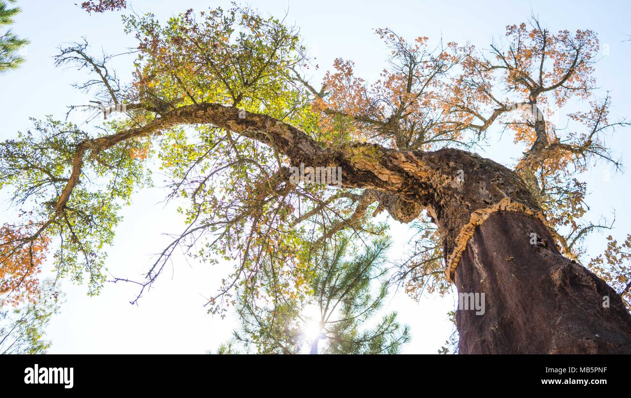Cork tree in Portugal Stock Photo