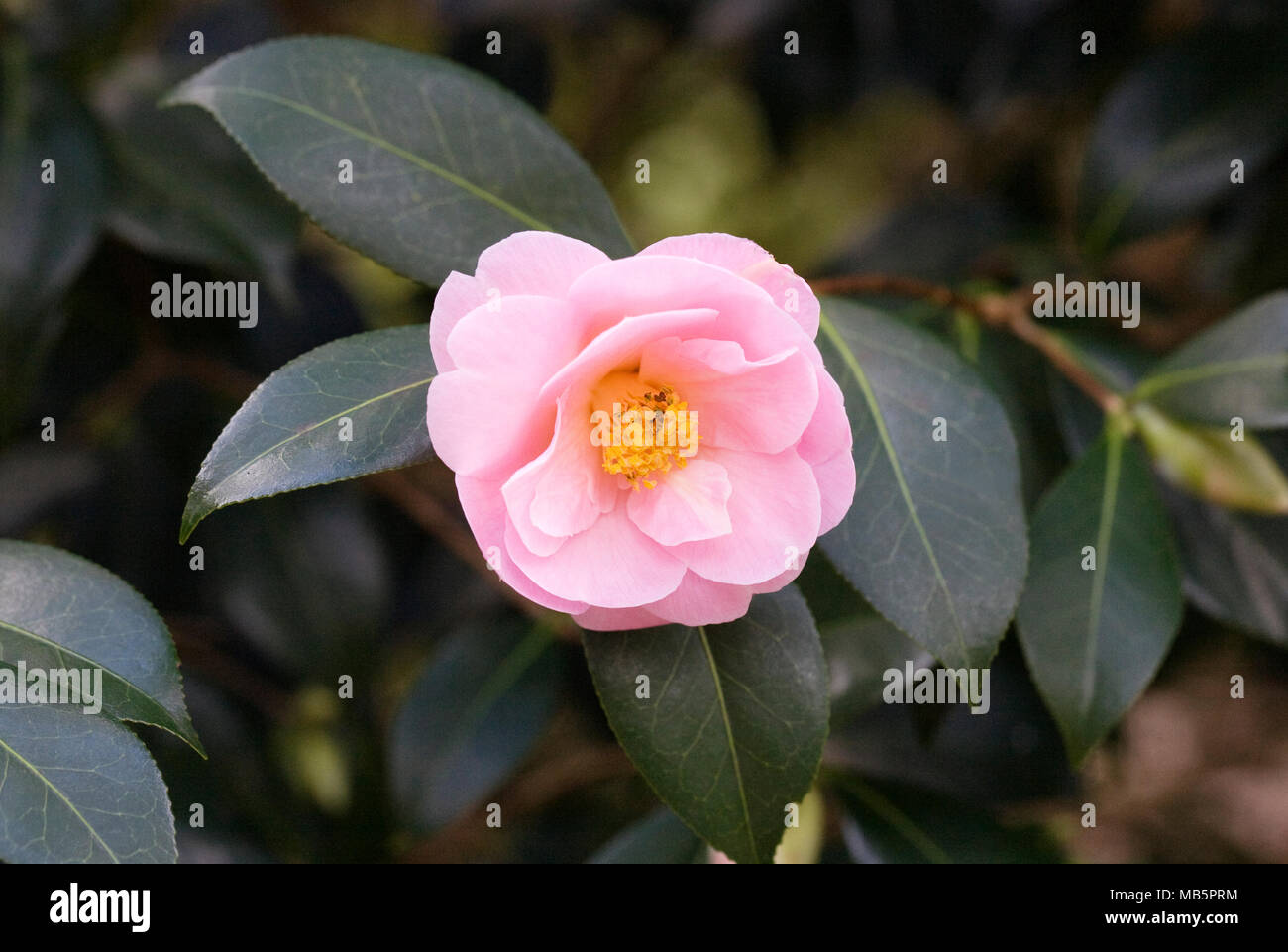 Camellia x williamsii 'Coppelia' flower. Stock Photo
