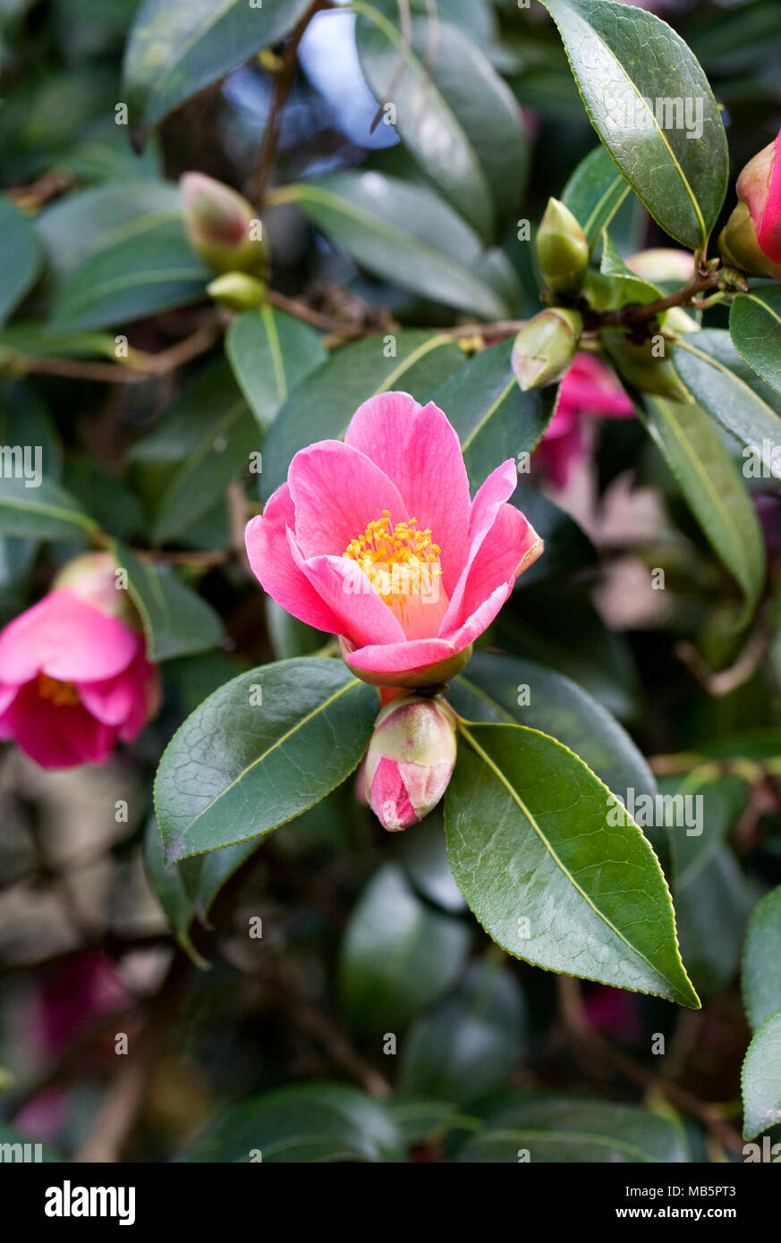 Camellia x williamsii 'Mary Christian' flowers. Stock Photo