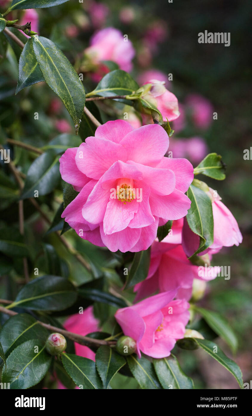 Camellia x williamsii flowers. Stock Photo