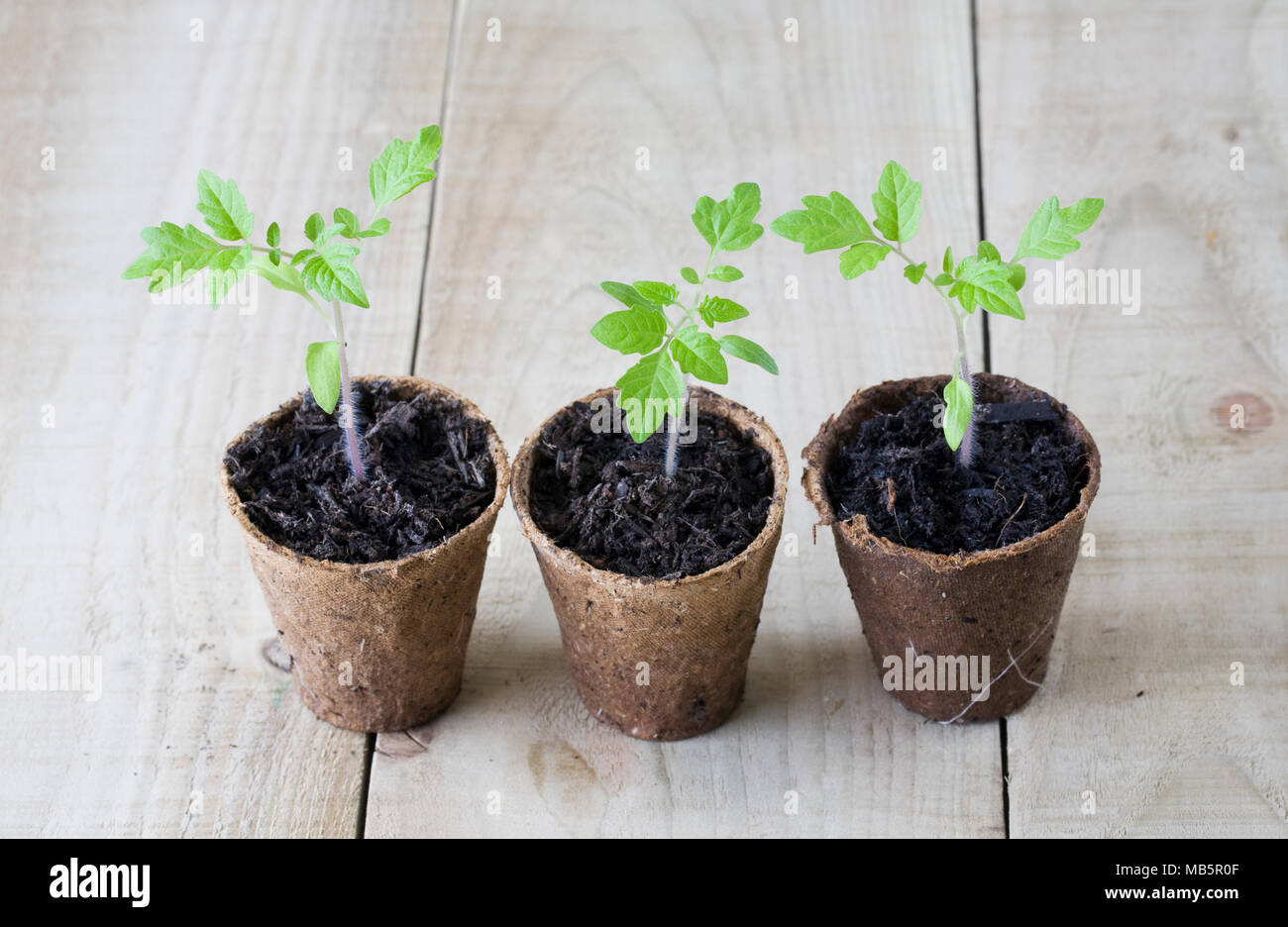 Lycopersicon esculentum.  Tomato seedlings on a wooden background. Stock Photo