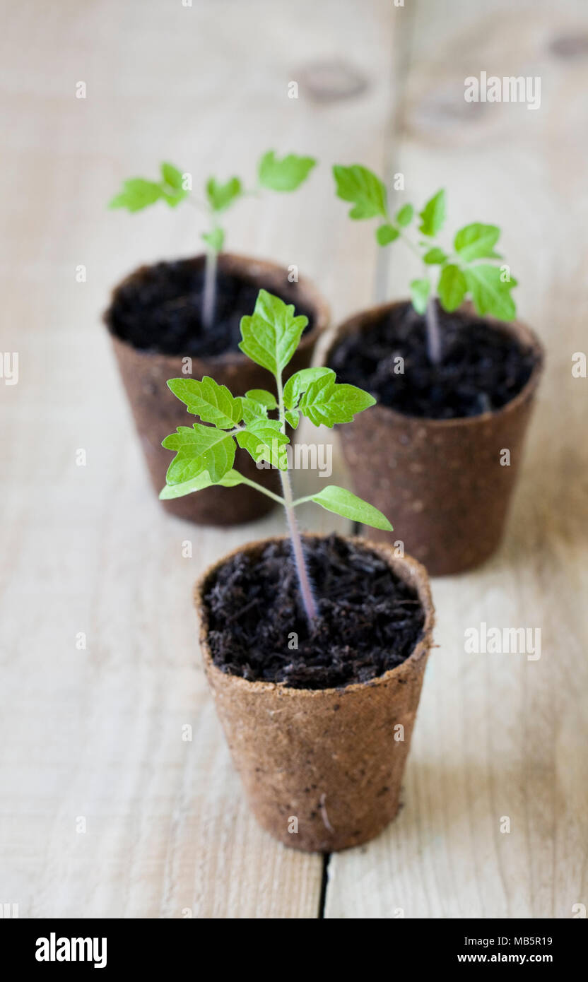 Lycopersicon esculentum.  Tomato seedlings on a wooden background. Stock Photo