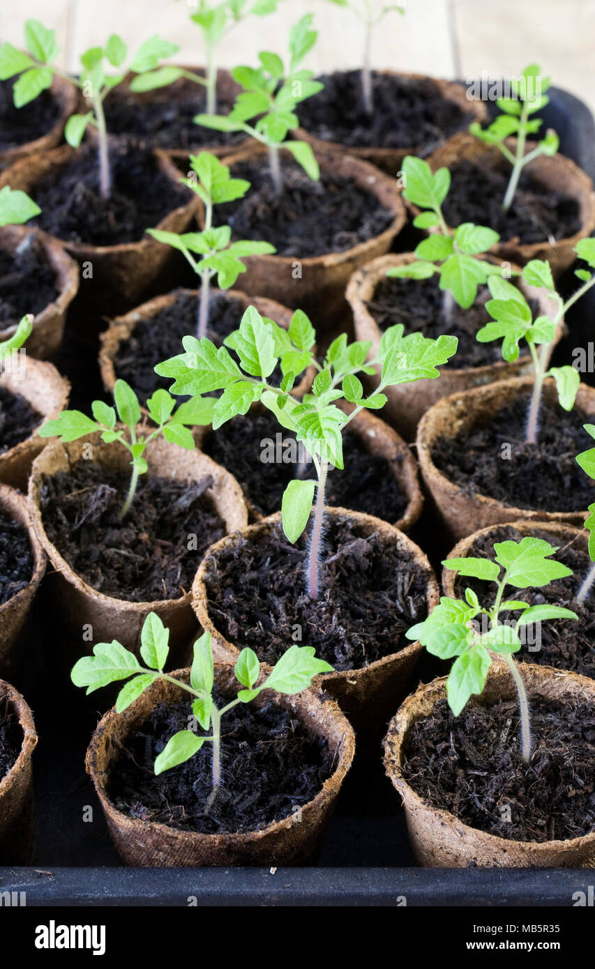 Lycopersicon esculentum. Tray of Tomato seedlings. Stock Photo