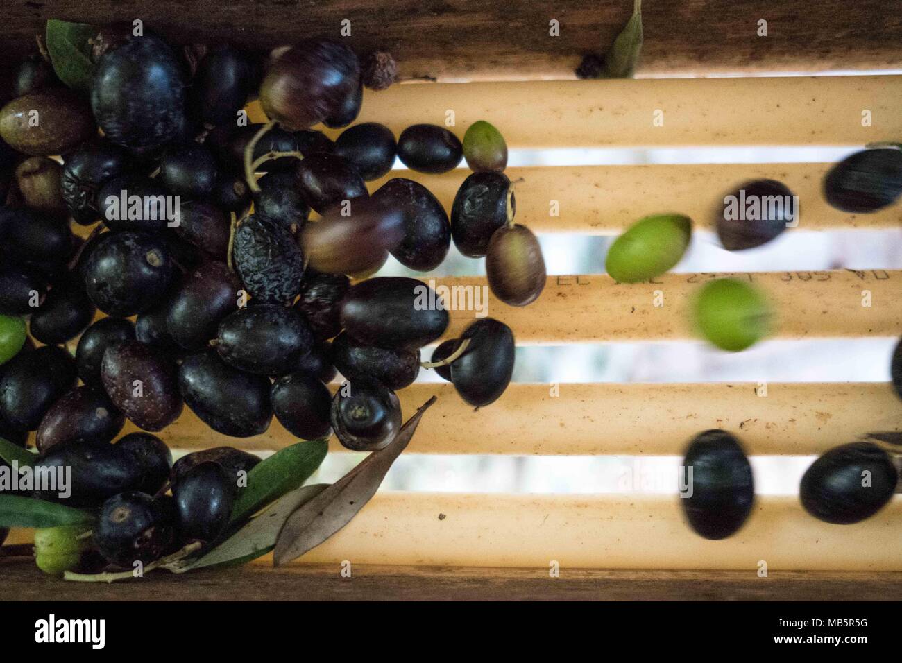 Portugese olives hires stock photography and images Alamy
