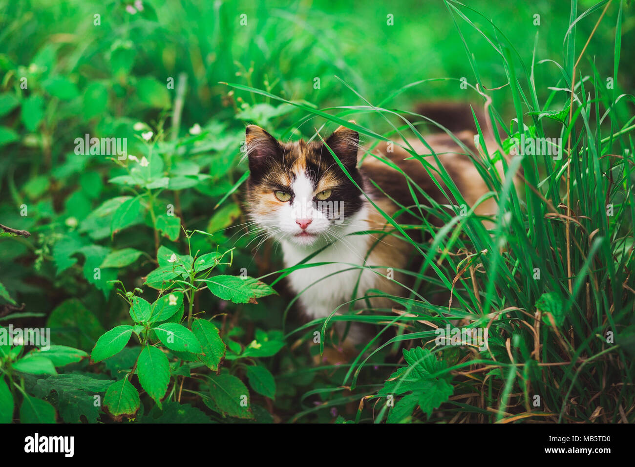 Closeup portrait of face of beautiful young angry looking cat hiding among fresh green grass. Cat stares at camera outside. Horizontal color photograp Stock Photo