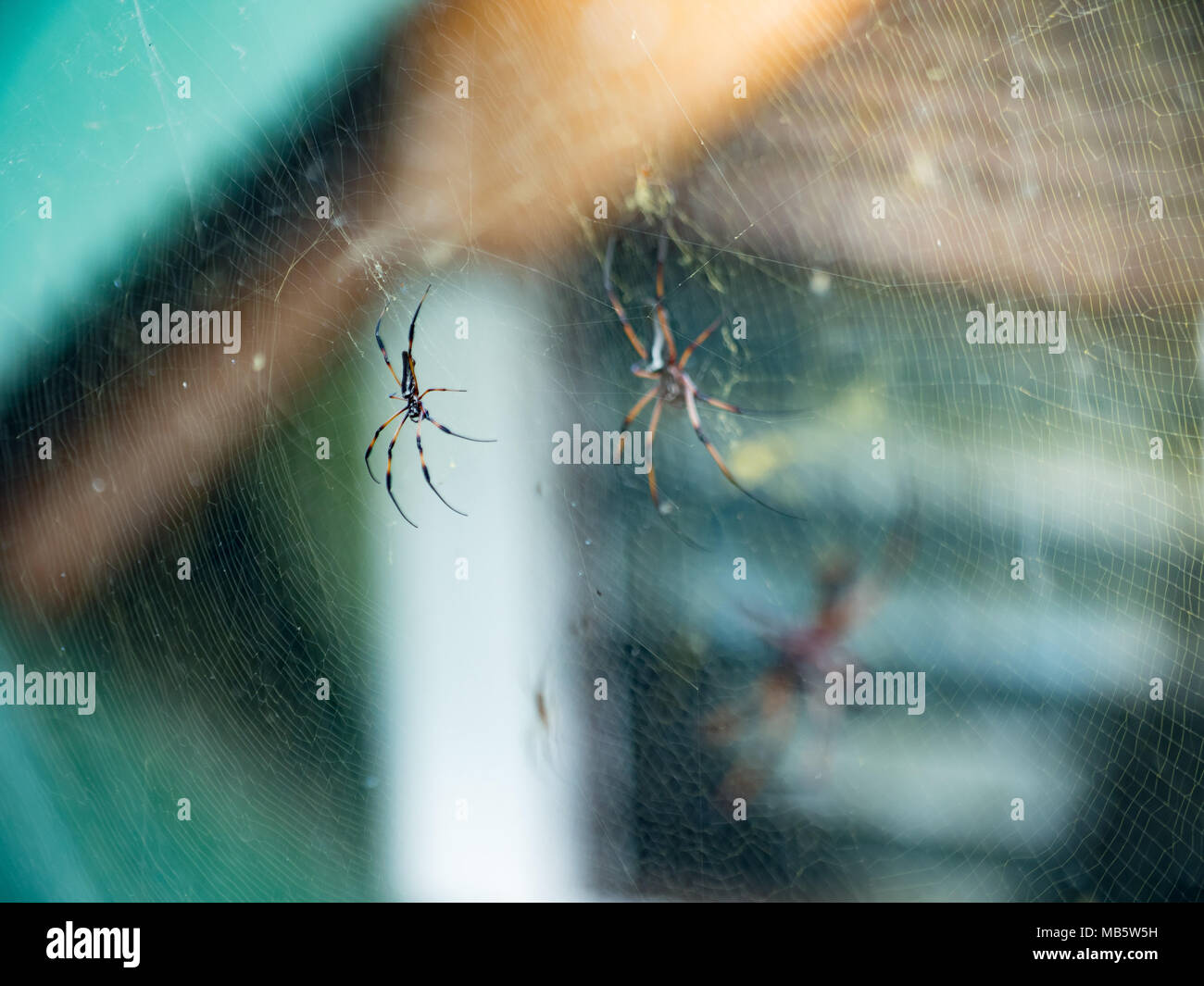 Two Golden Orb-weaver spiders sitting on a web in the Seychelles Stock Photo