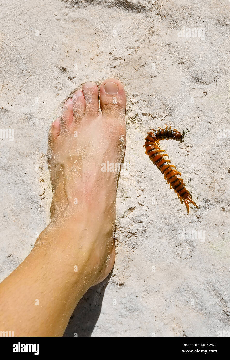 Peruvian giant yellow-leg centipede, or or Amazonian giant centipede, Scolopendra gigantea, compared to a man's foot size 10.5 US, or 43 EU, or 10 UK. Stock Photo