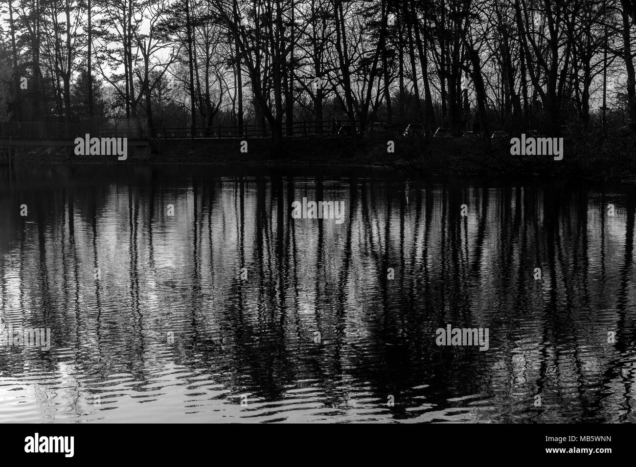 The sun sets behind a line of trees, creating a silhouette and reflections on the lake in front of it. Stock Photo