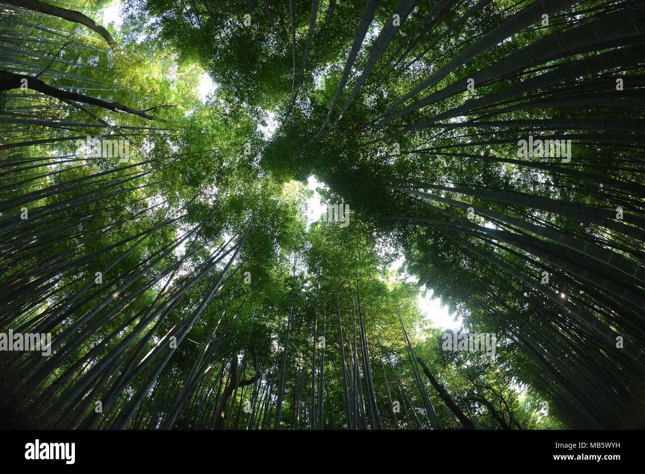 Bambu forest, Japan Stock Photo