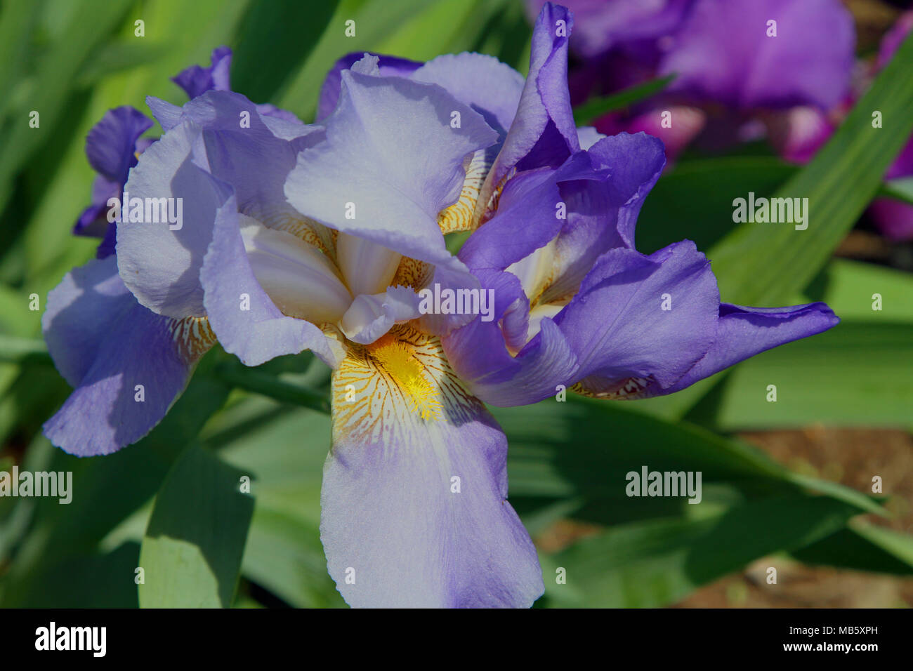 Bearded iris growing in a garden Stock Photo Alamy