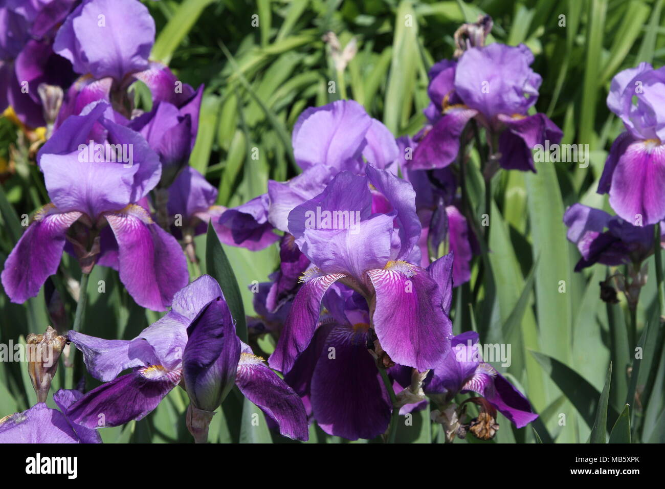 Bearded iris growing in a garden Stock Photo Alamy