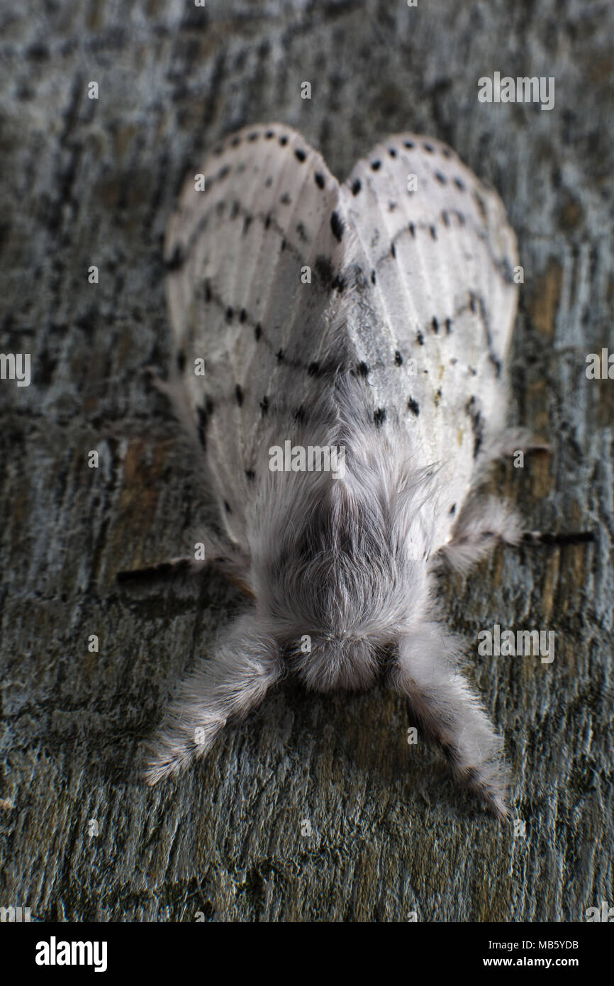 Artace cribraria dot-lined white moth Stock Photo