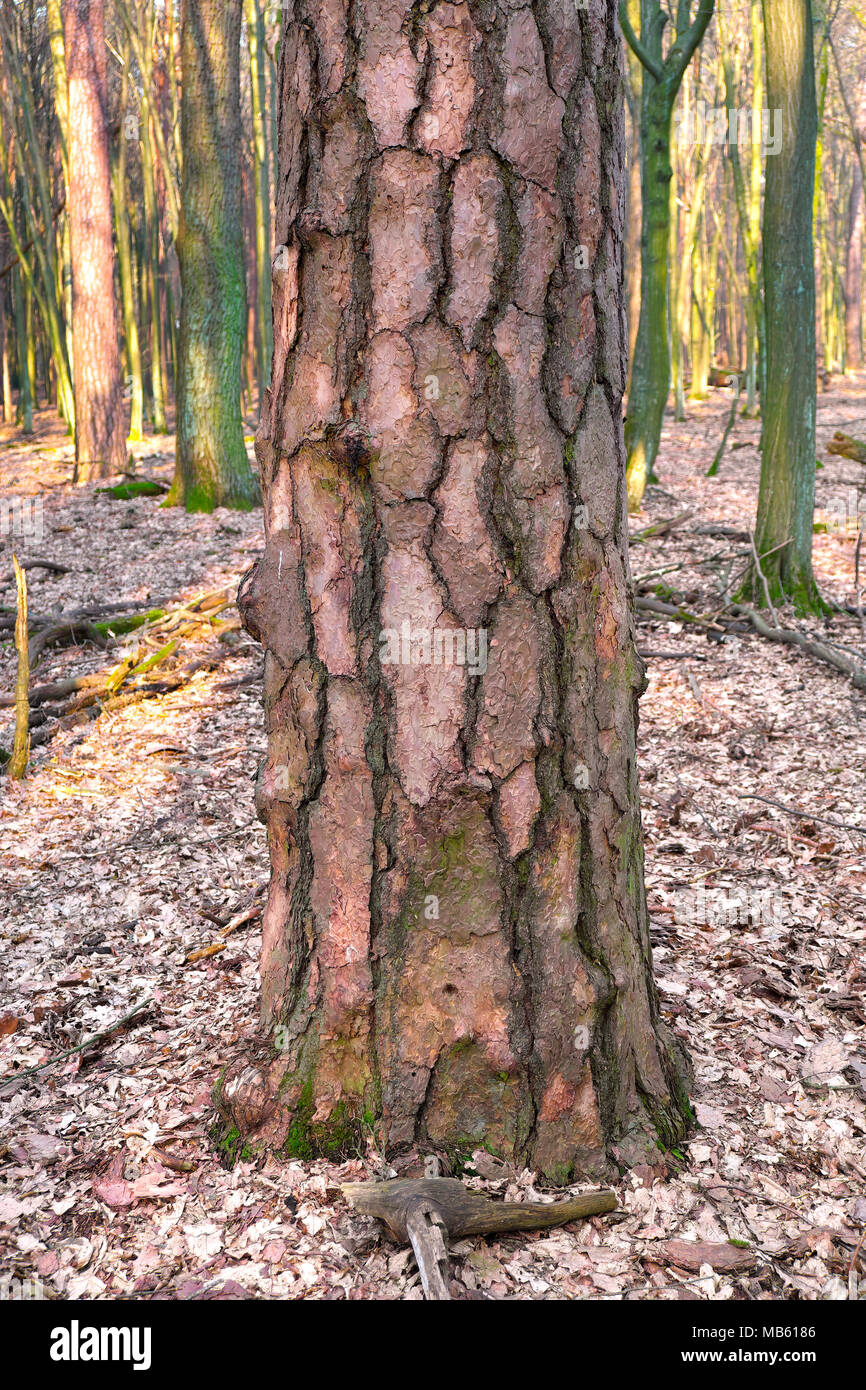 Wood landscape - tree trunk of European larch Larix decidua in young forest thicket in early spring season in Mazovia region in central Poland Stock Photo