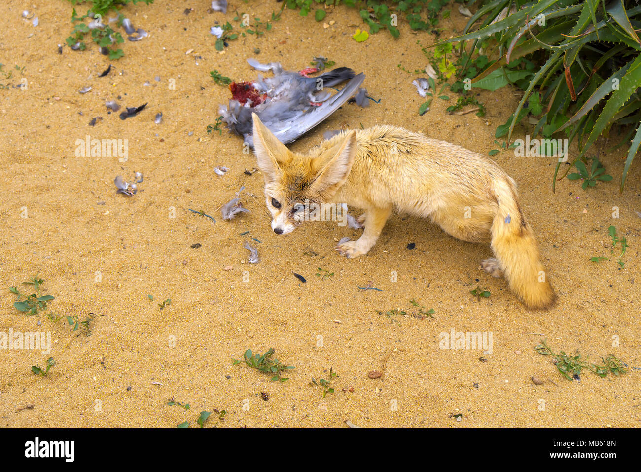 Single Fennec fox, Vulpes zerda, with prey in a zoological garden Stock Photo