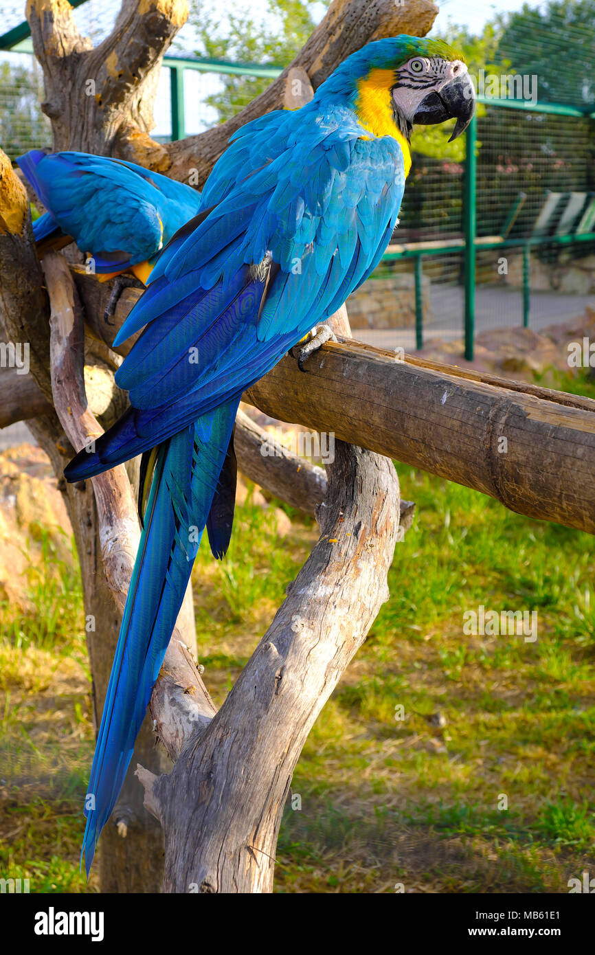 Pair of Blueandyellow macaw parrot birds, known also as Blueandgold