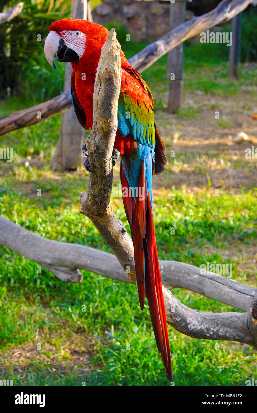 Red-and-green macaw parrot known also as Green-winged macaw parrot, Ara chloropterus, in a zoological garden Stock Photo