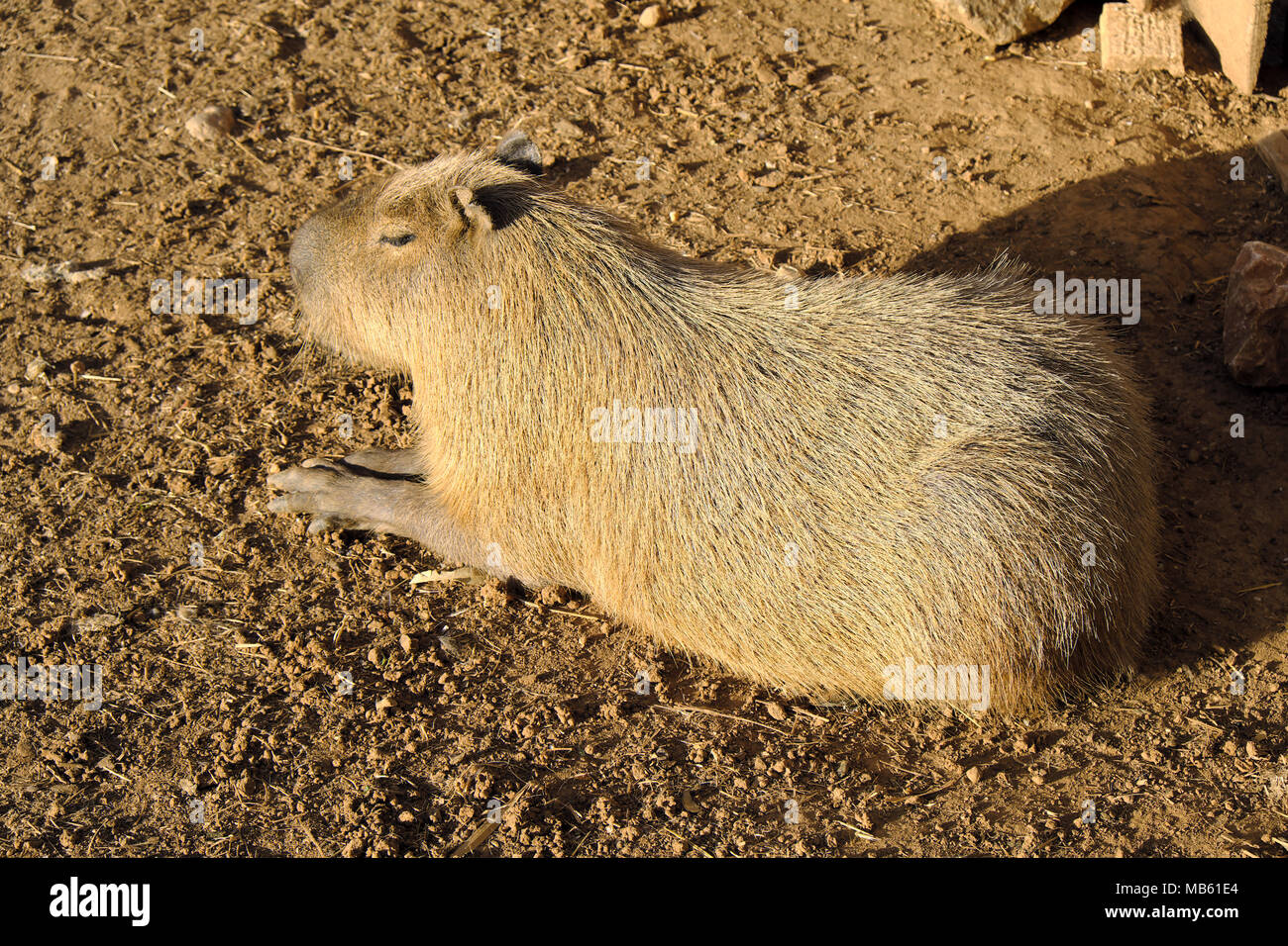 Single Capybara, known also as Chiguire or Carpincho, Hydrochoerus hydrochaeris, in a zoological garden Stock Photo