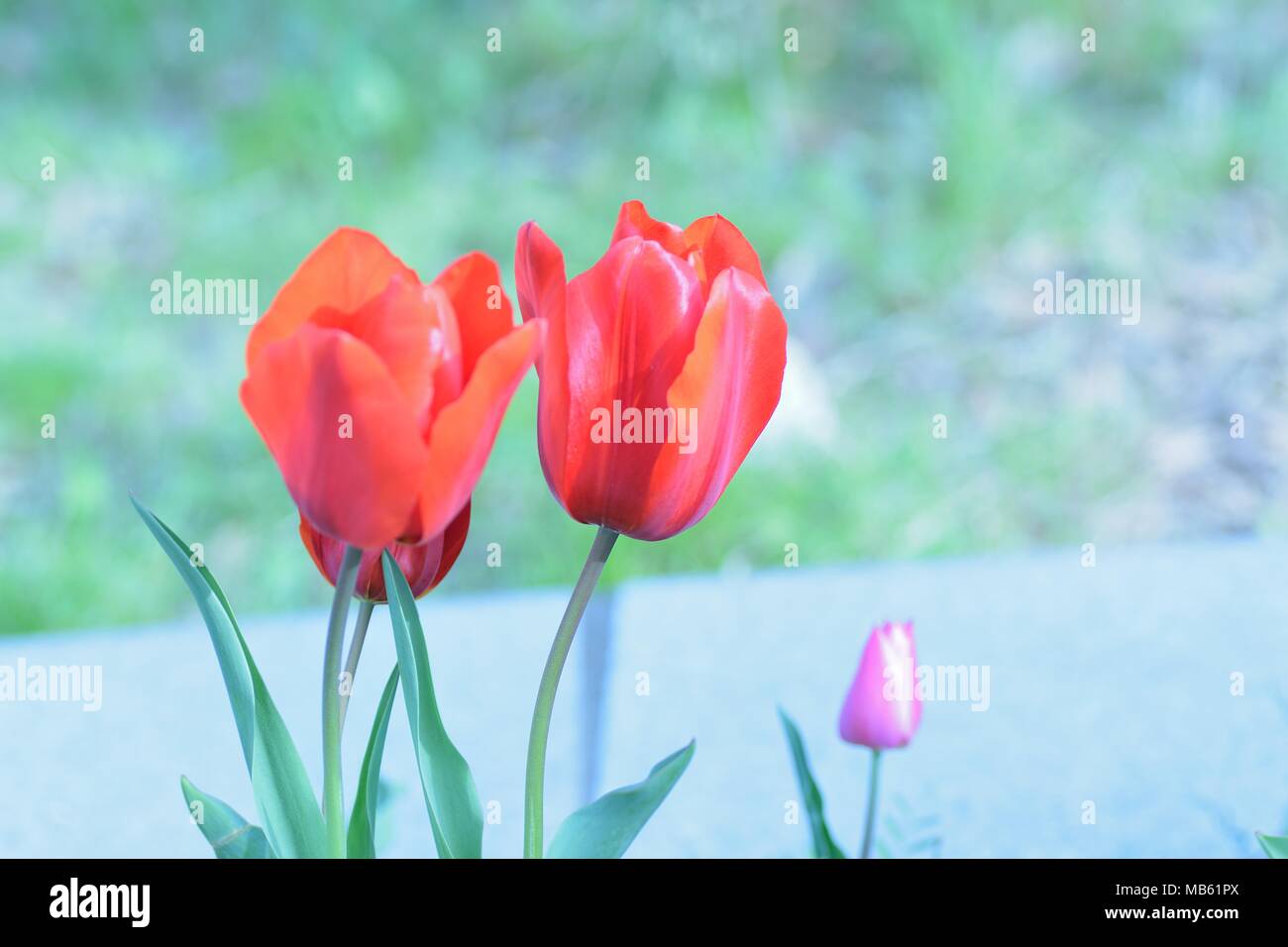Macro background texture of colorful Tulip flowers in garden Stock Photo