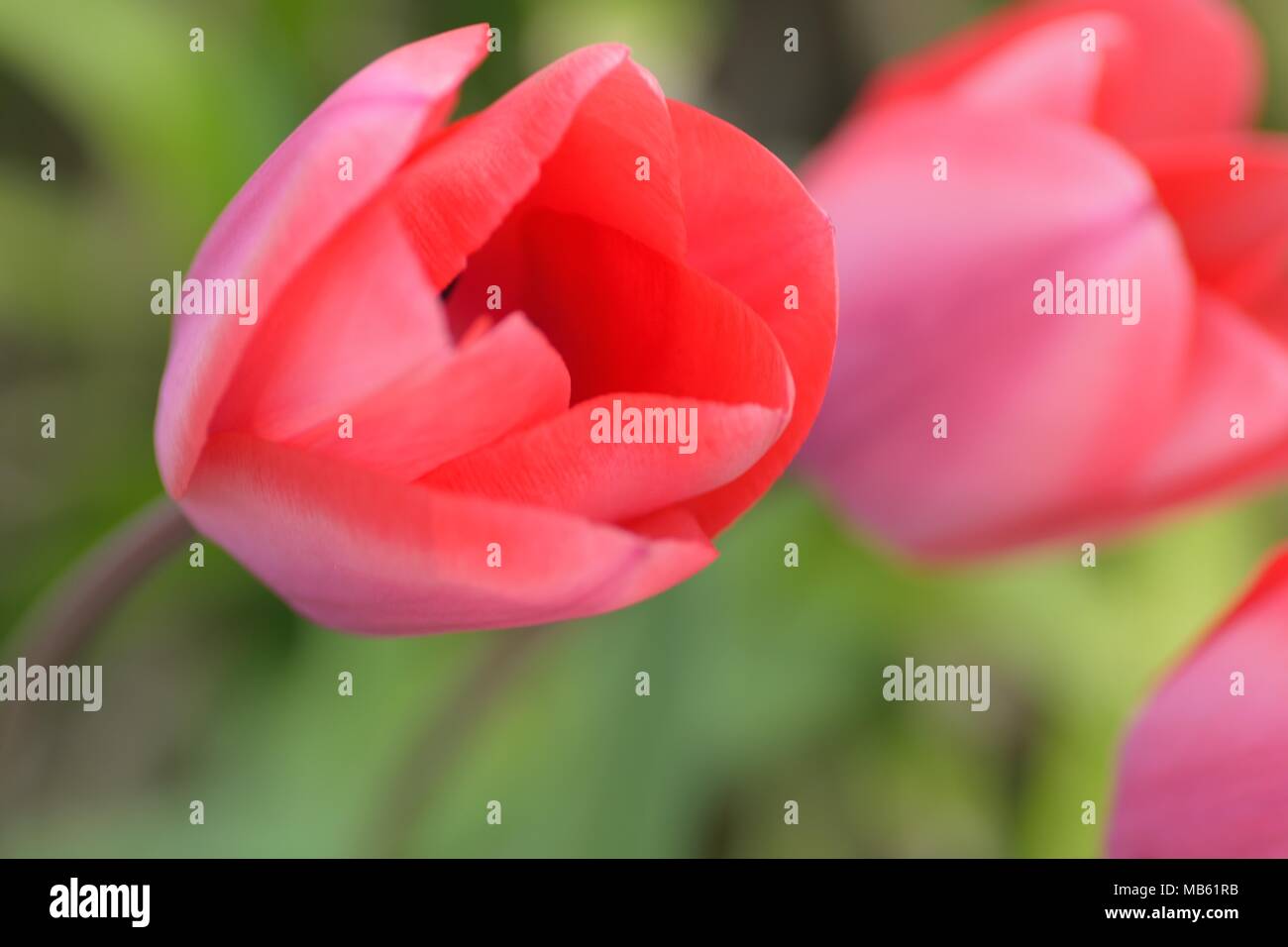 Macro background texture of colorful Tulip flowers in garden Stock Photo
