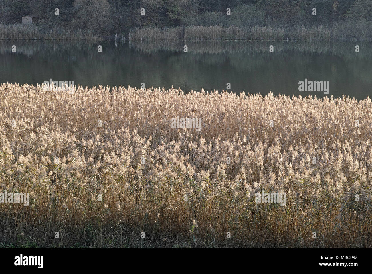 plants of common reed on the shore of a small lake in winter Stock Photo