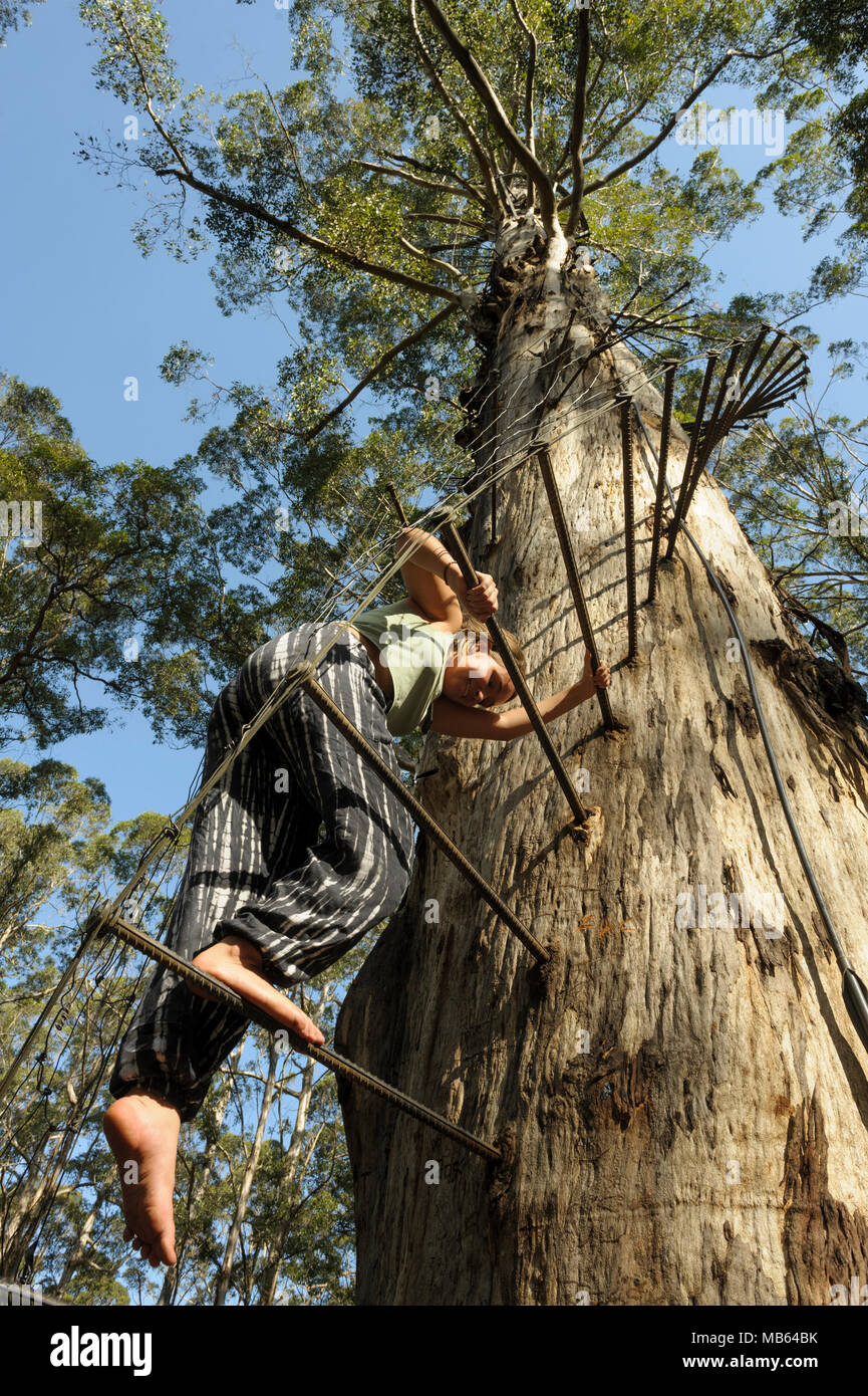 Teenager climbing the 53 metre tall Gloucester Tree, Pemberton, Western Australia Stock Photo