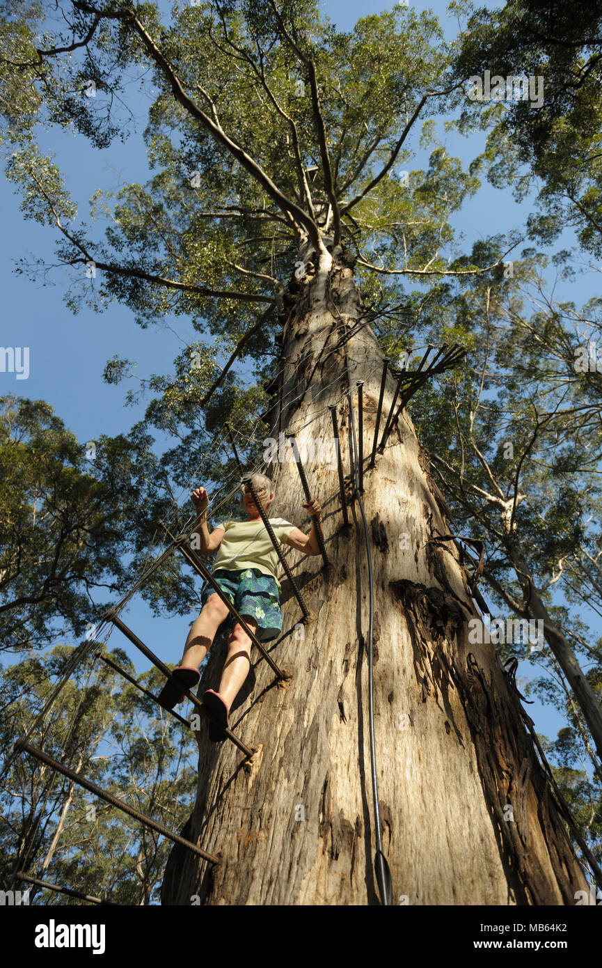 Woman climbing the 53 metre tall Gloucester Tree, Pemberton, Western Australia Stock Photo