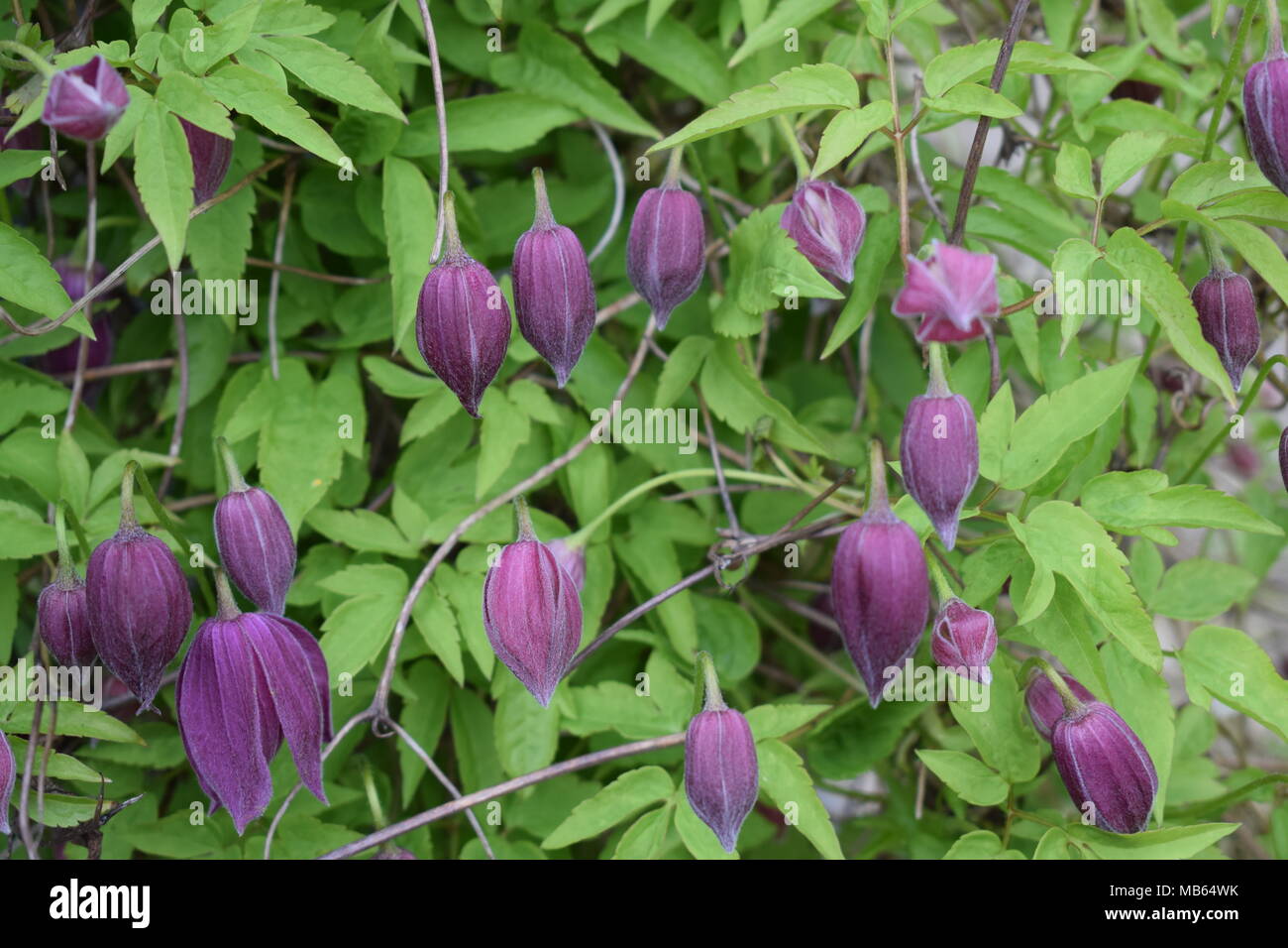 Jingle bells hi-res stock photography and images - Alamy