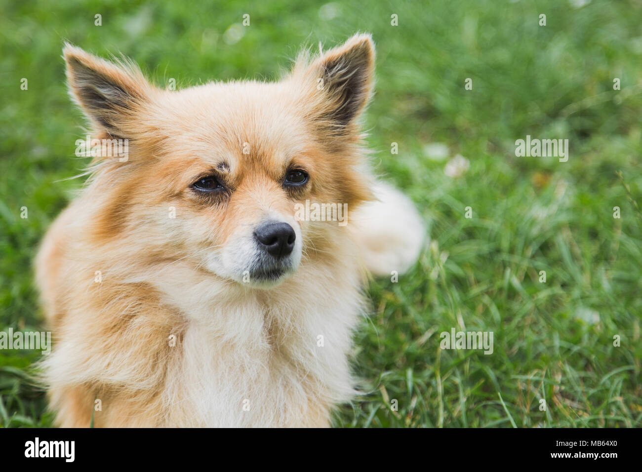 Closeup portrait of cute face of small yellow dog laying on green grass outdoors calmly. Horizontal color photography. Stock Photo