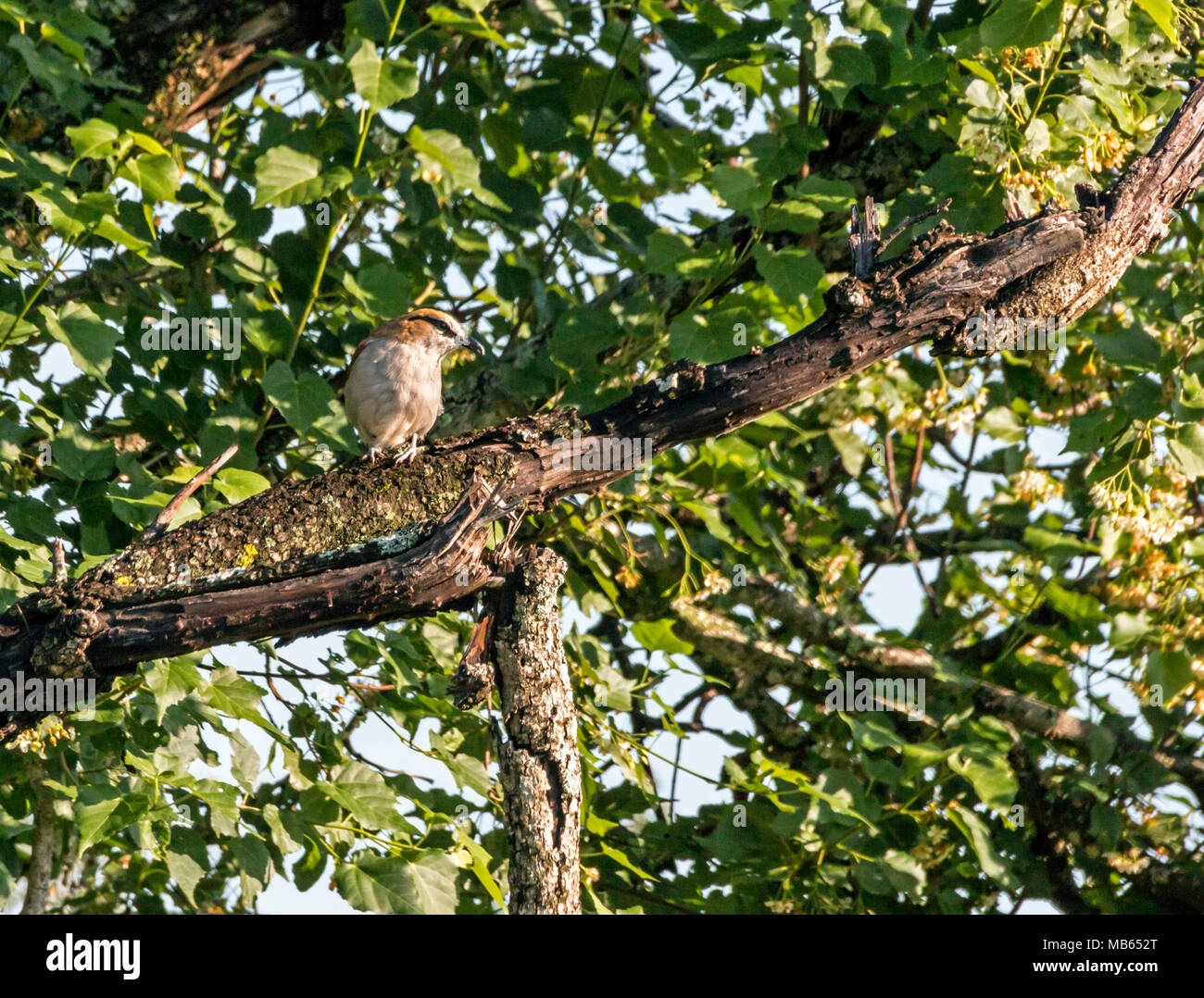Brubru Shrike bird perched on tree branch against green leaf background ...