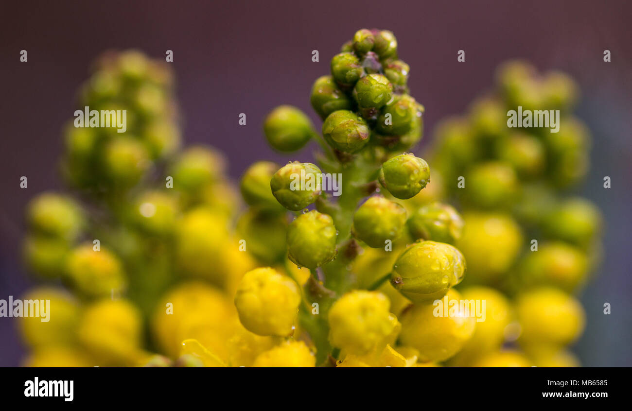 Mahonia, Berberidaceae Oregon Grape, possibly x Wagneri, Undulata, close up showing fragrant yellow flowers, Spring time in Shepperton, England U.K. Stock Photo