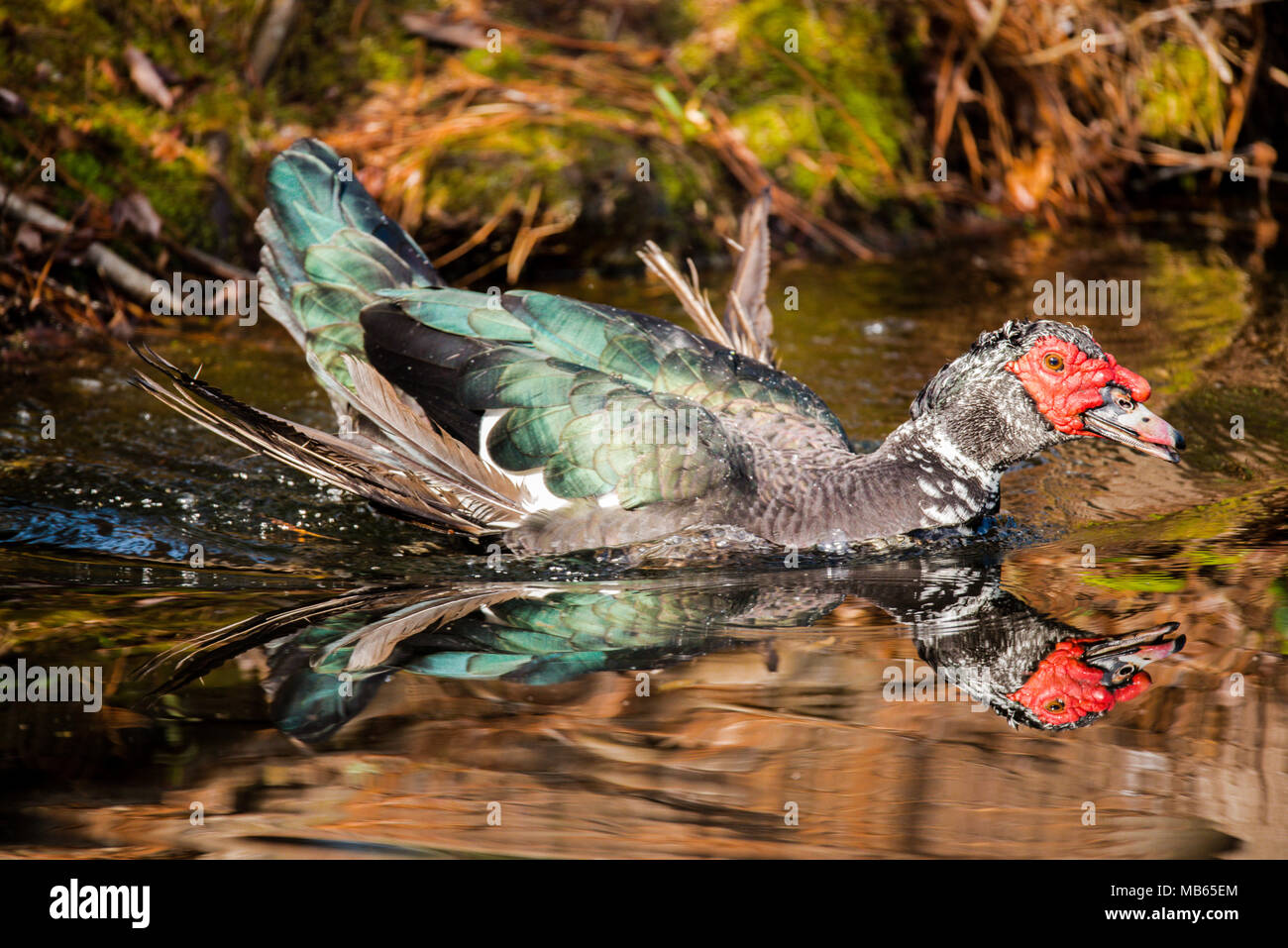Female Muscovy Duck High Resolution Stock Photography and Images - Alamy