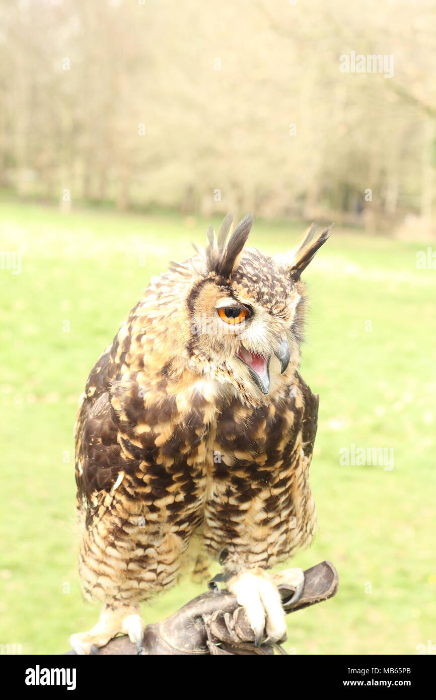 Hand Reared medium sized Long Eared African Owl sitting on handlers gloved hand in the East Sussex countryside. East Sussex. Britain. Stock Photo