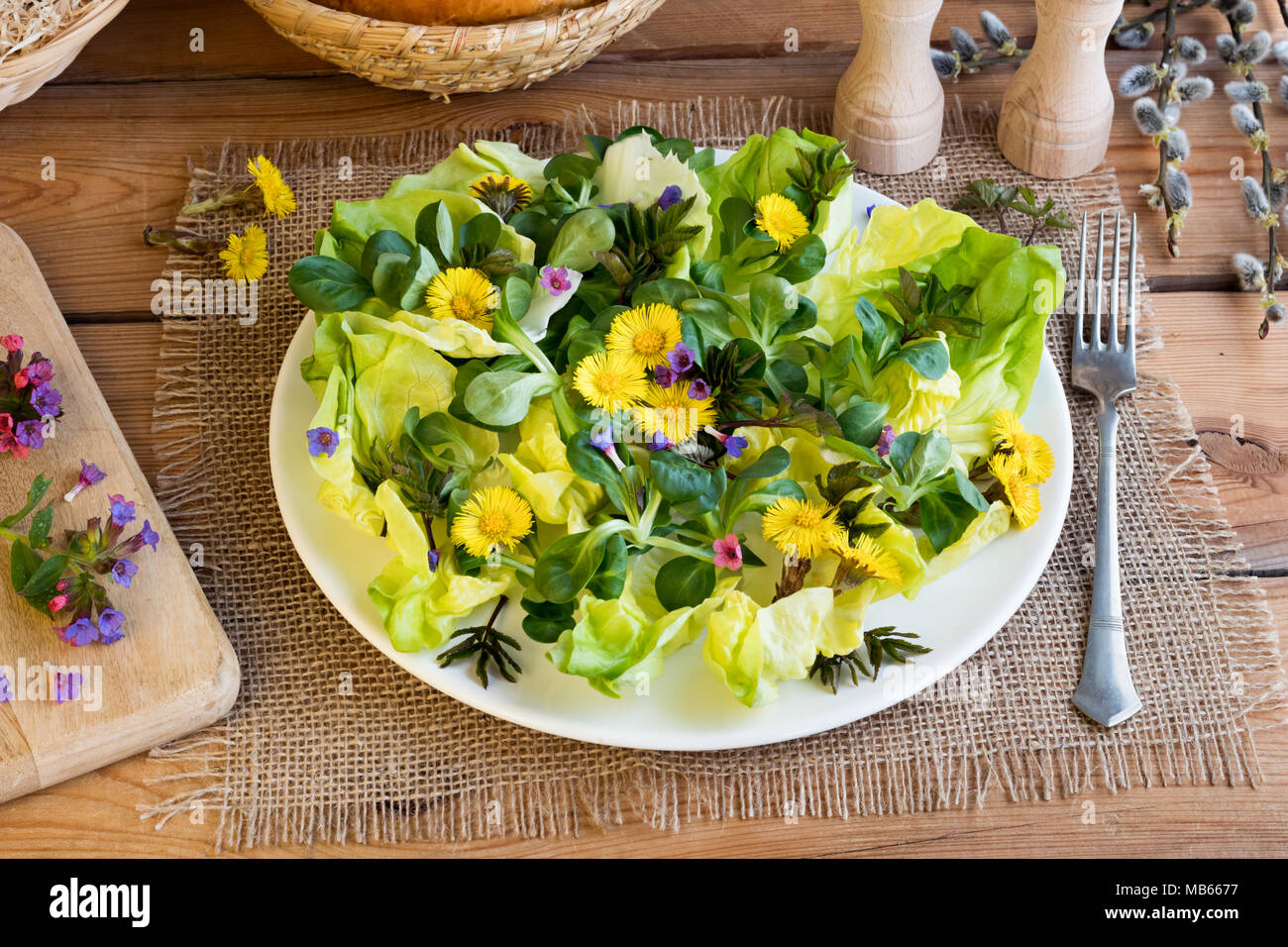 Salad with coltsfoot, ground elder and other wild edible plants Stock