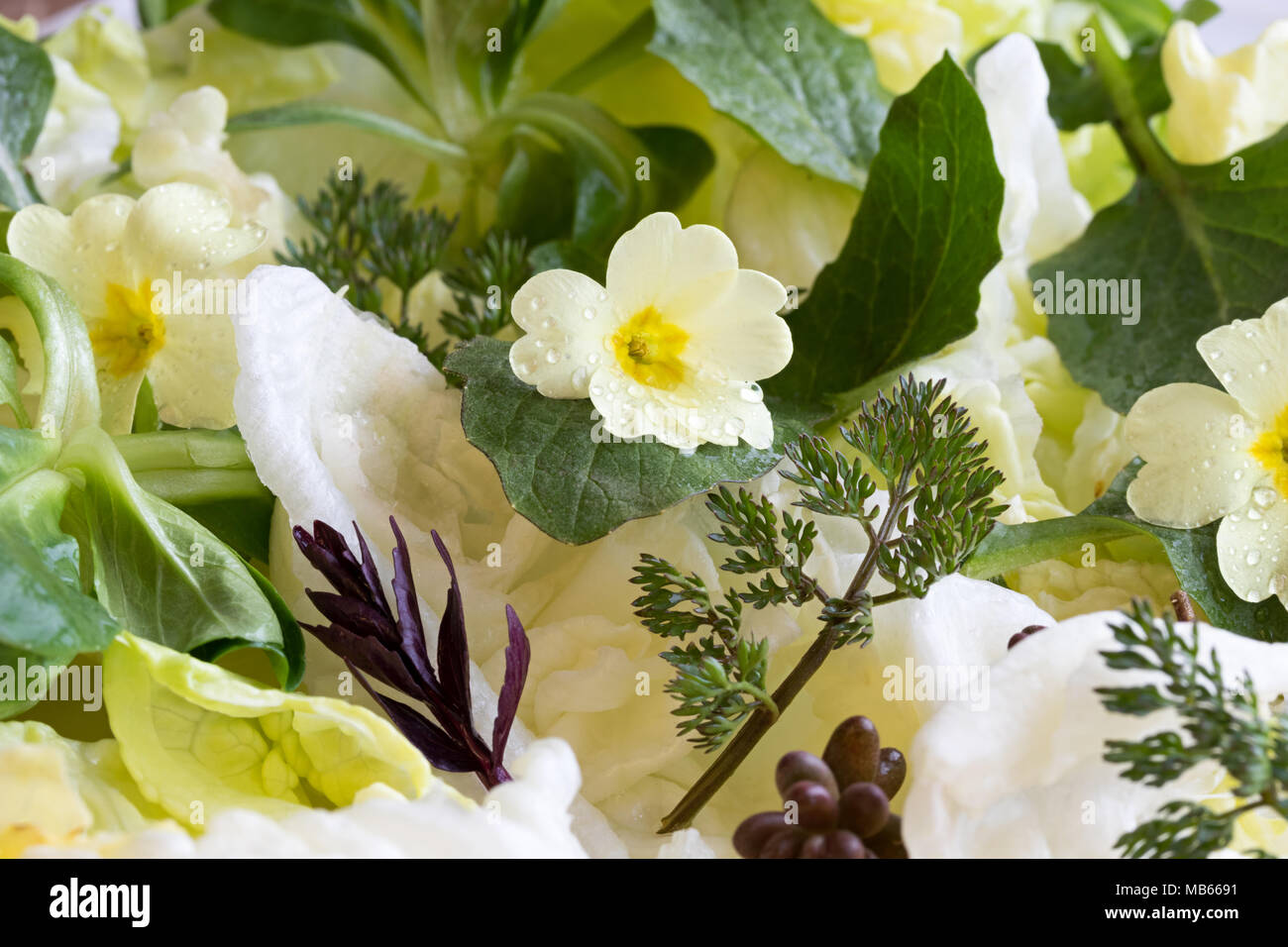 Detail of a spring salad with primula flowers, young nipplewort leaves and other wild edible plants Stock Photo