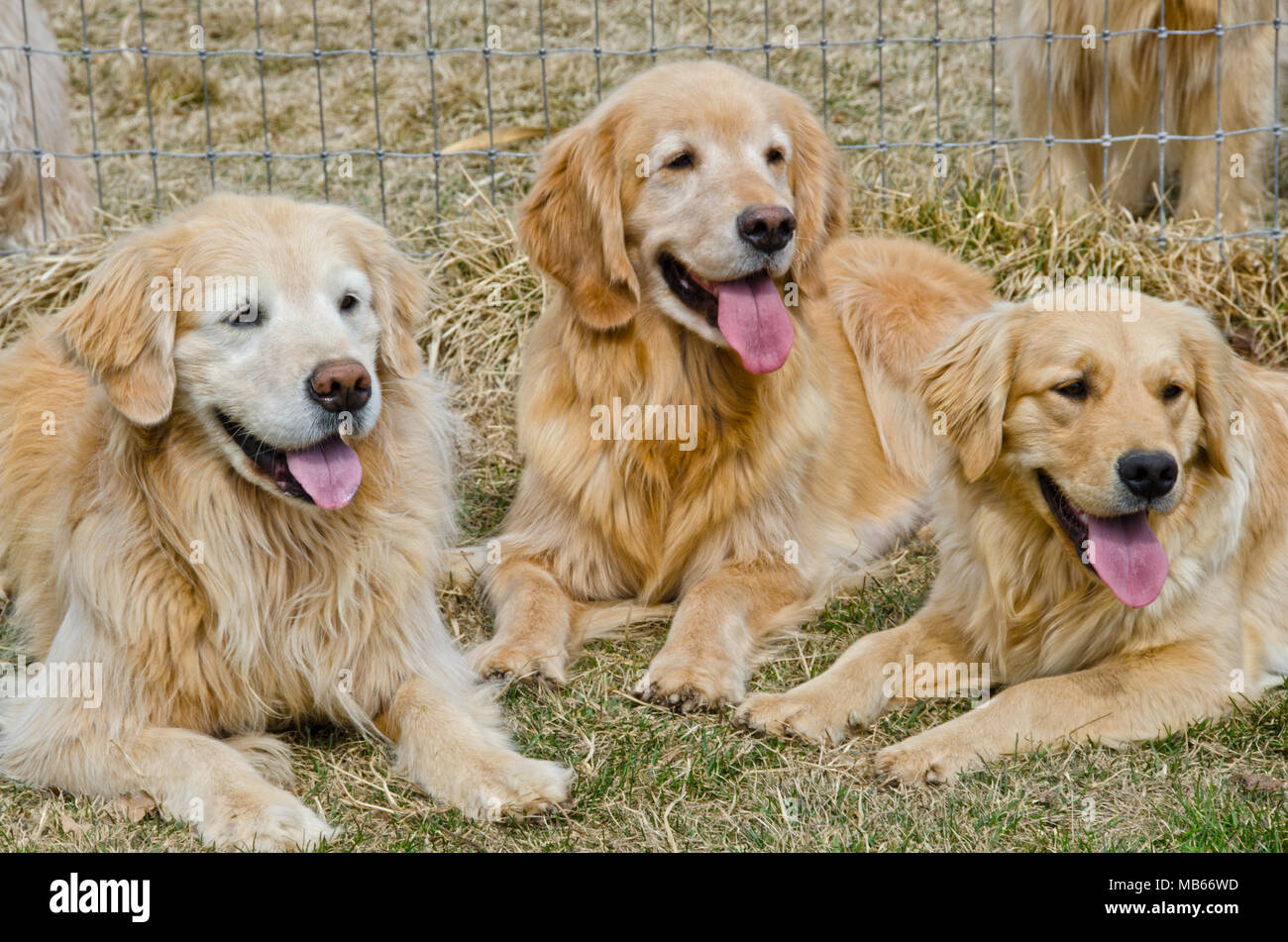 Three Golden Retrievers look to their owner for instruction (and