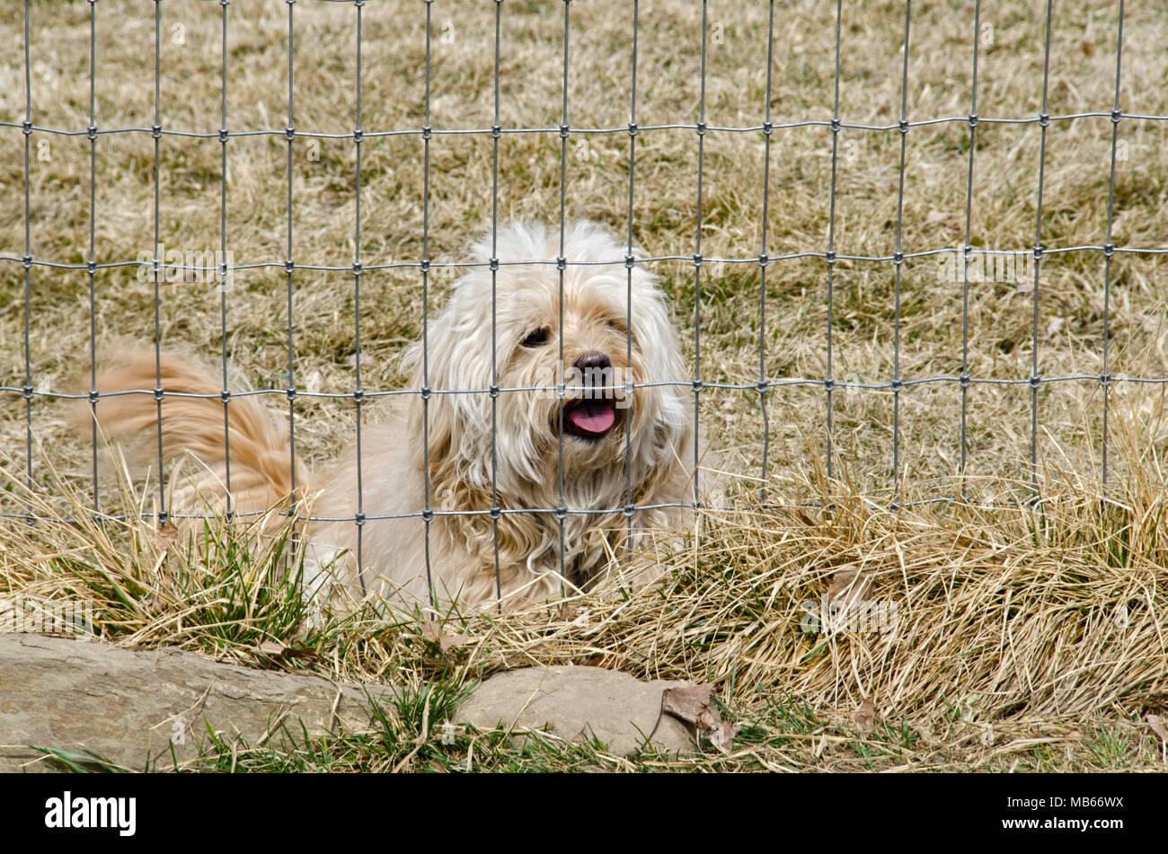 A cute mixed breed adopted puppy sits behind a fence, just waiting to play! Stock Photo