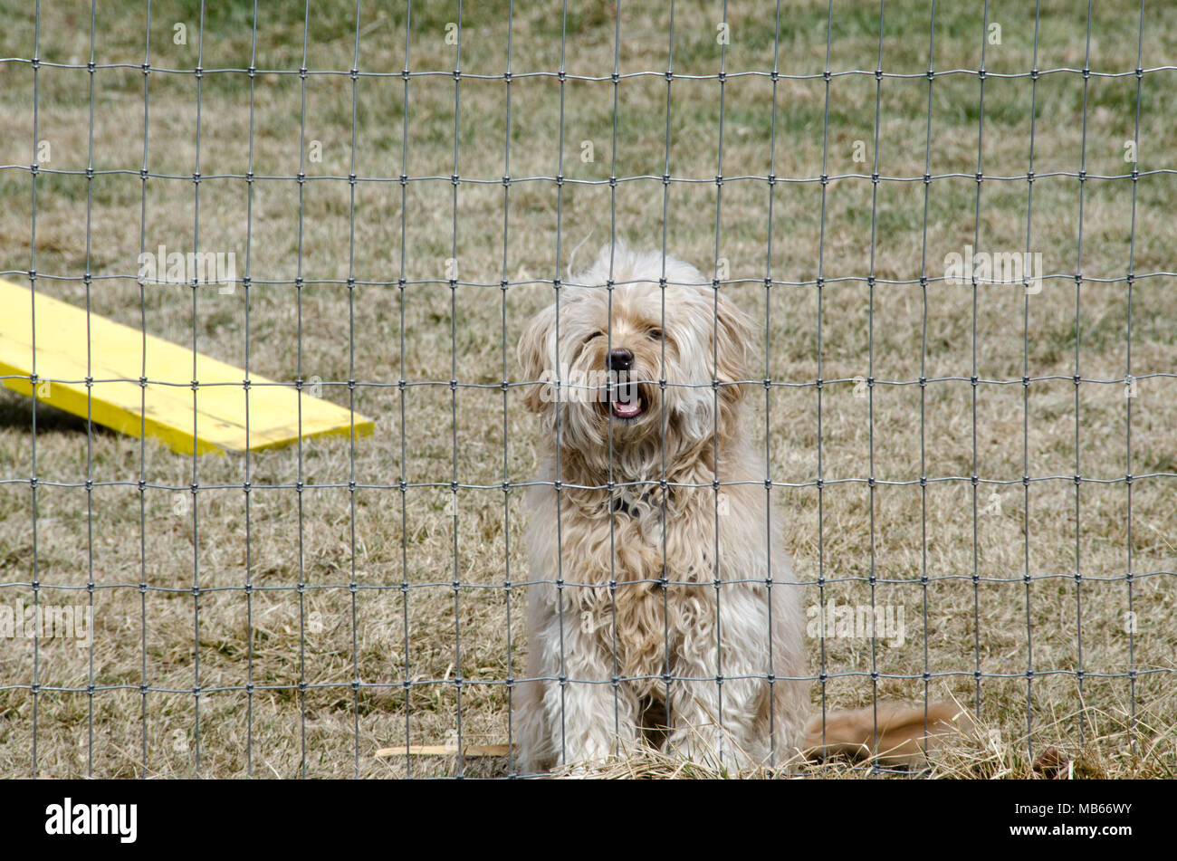 A cute mixed breed adopted puppy barks from behind a fence, just waiting to play! Stock Photo