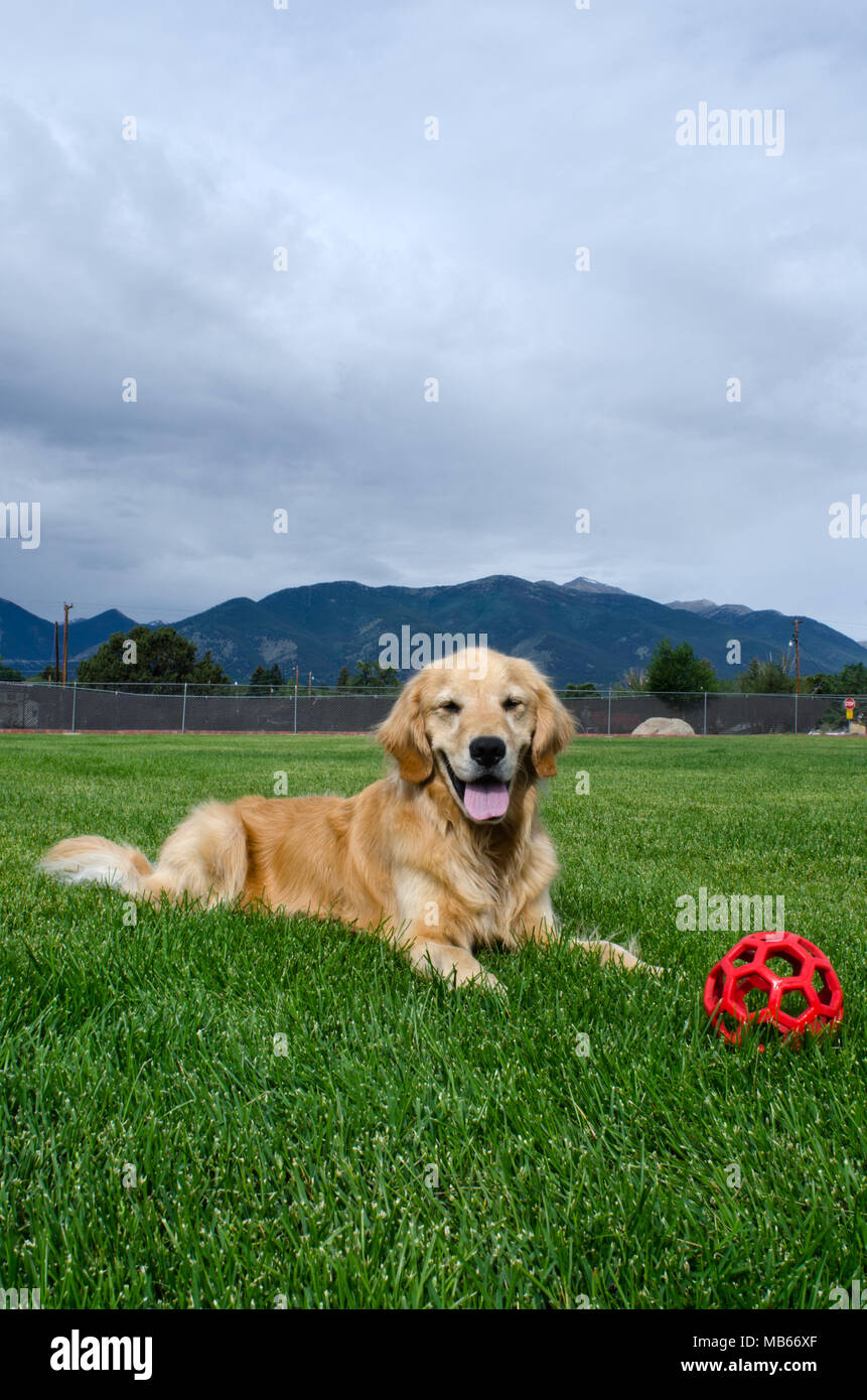 A happy Golden Retriever puppy rests in a grassy field after playing with his red ball. Stock Photo