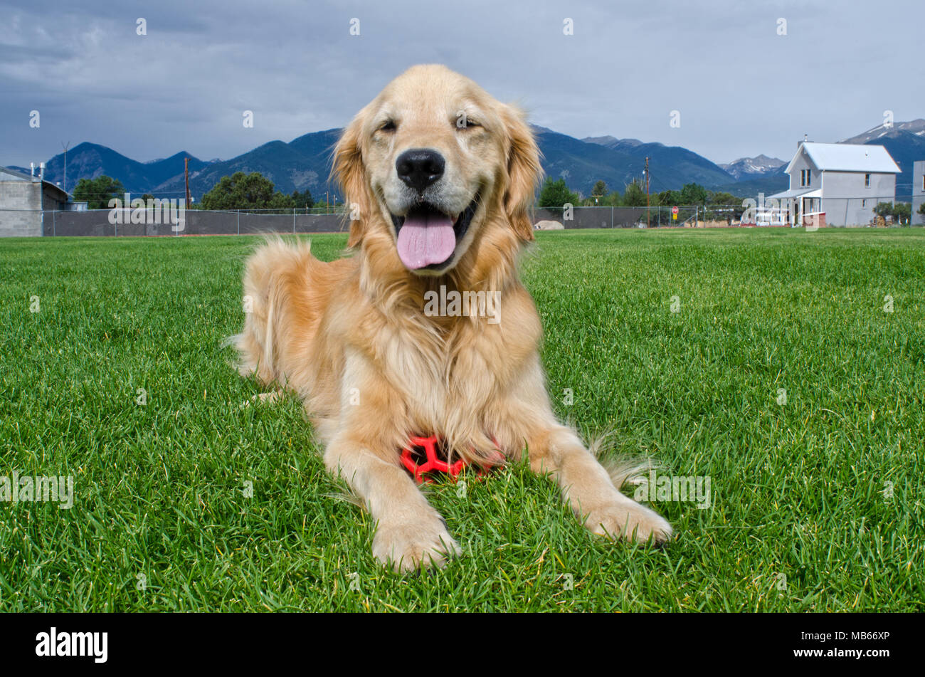A happy Golden Retriever puppy rests in a grassy field after playing with his red ball. Stock Photo