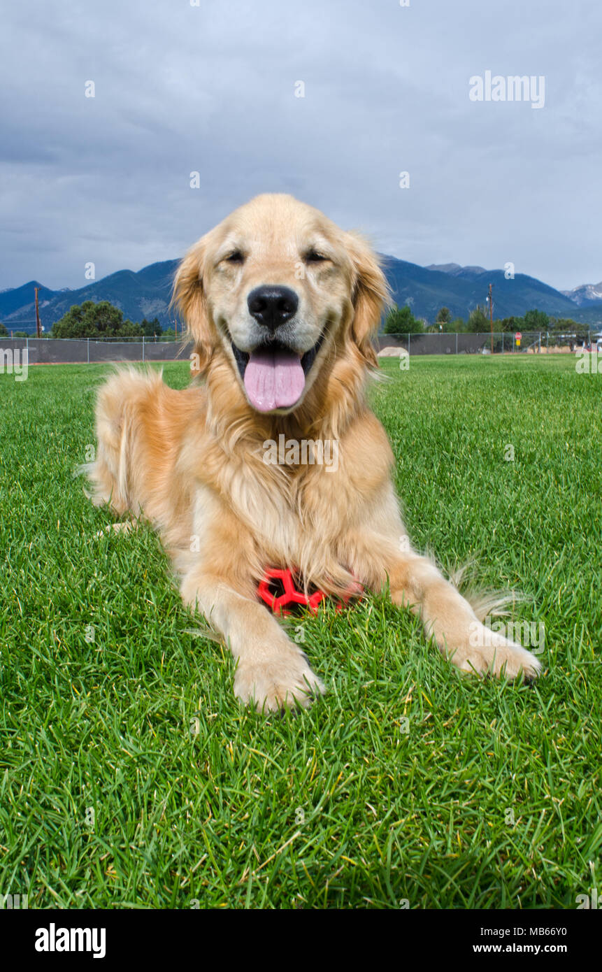A Happy Golden Retriever Puppy Rests In A Grassy Field After Playing With His Red Ball Stock Photo Alamy