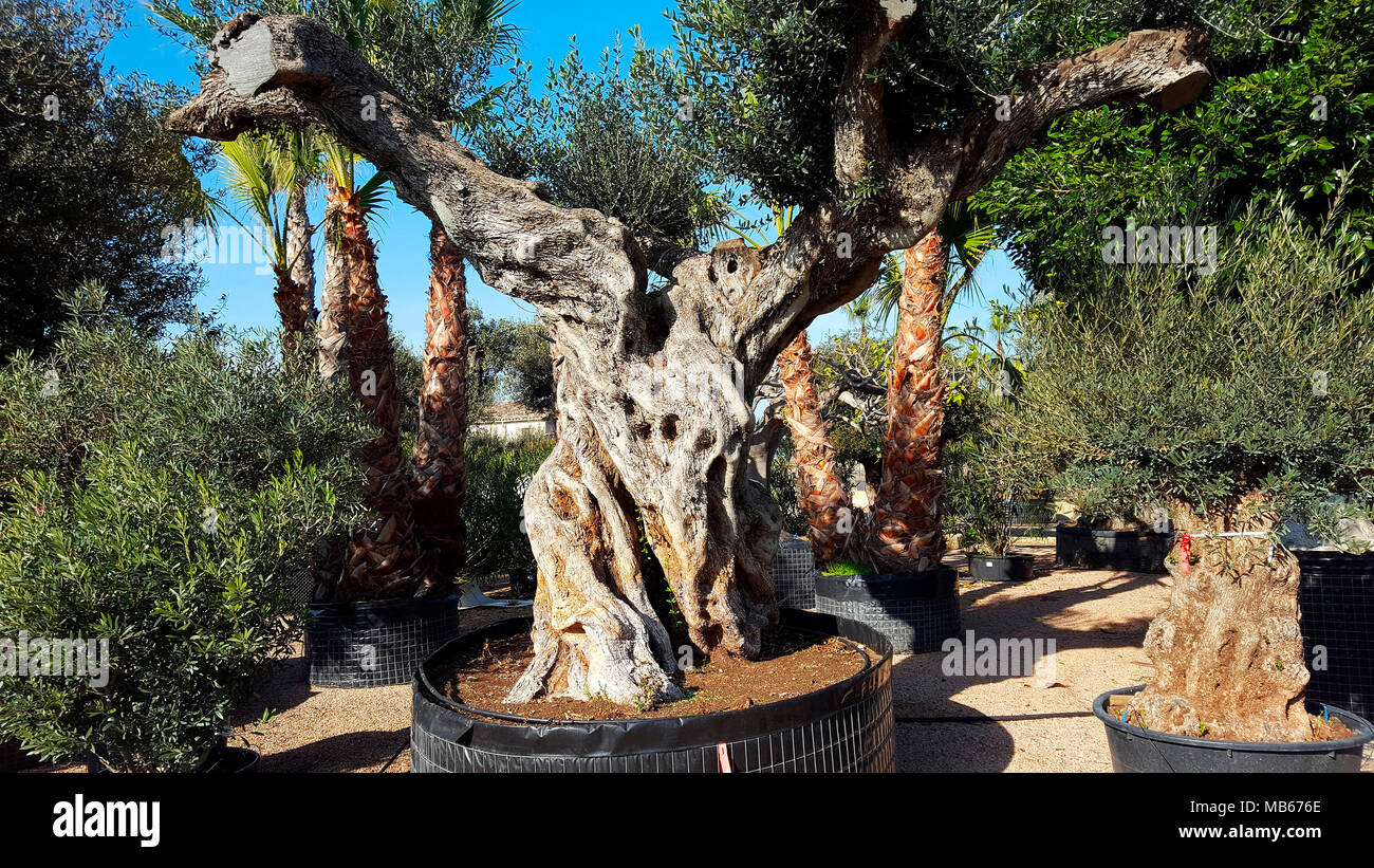 alte Olivenbaeume, die zum Verkauf in einer Gaertnerei angeboten werden,  Mallorca Stock Photo - Alamy