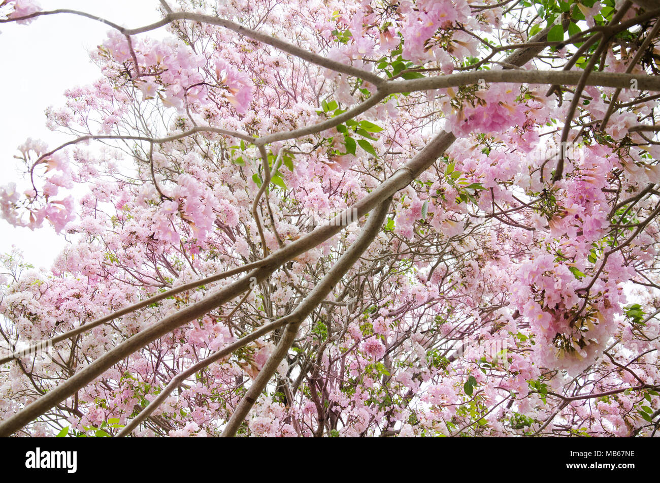 Pink trumpet flowers on branch of tree in garden at Kamphaeng Saen in Nakhon Pathom, Thailand. Stock Photo
