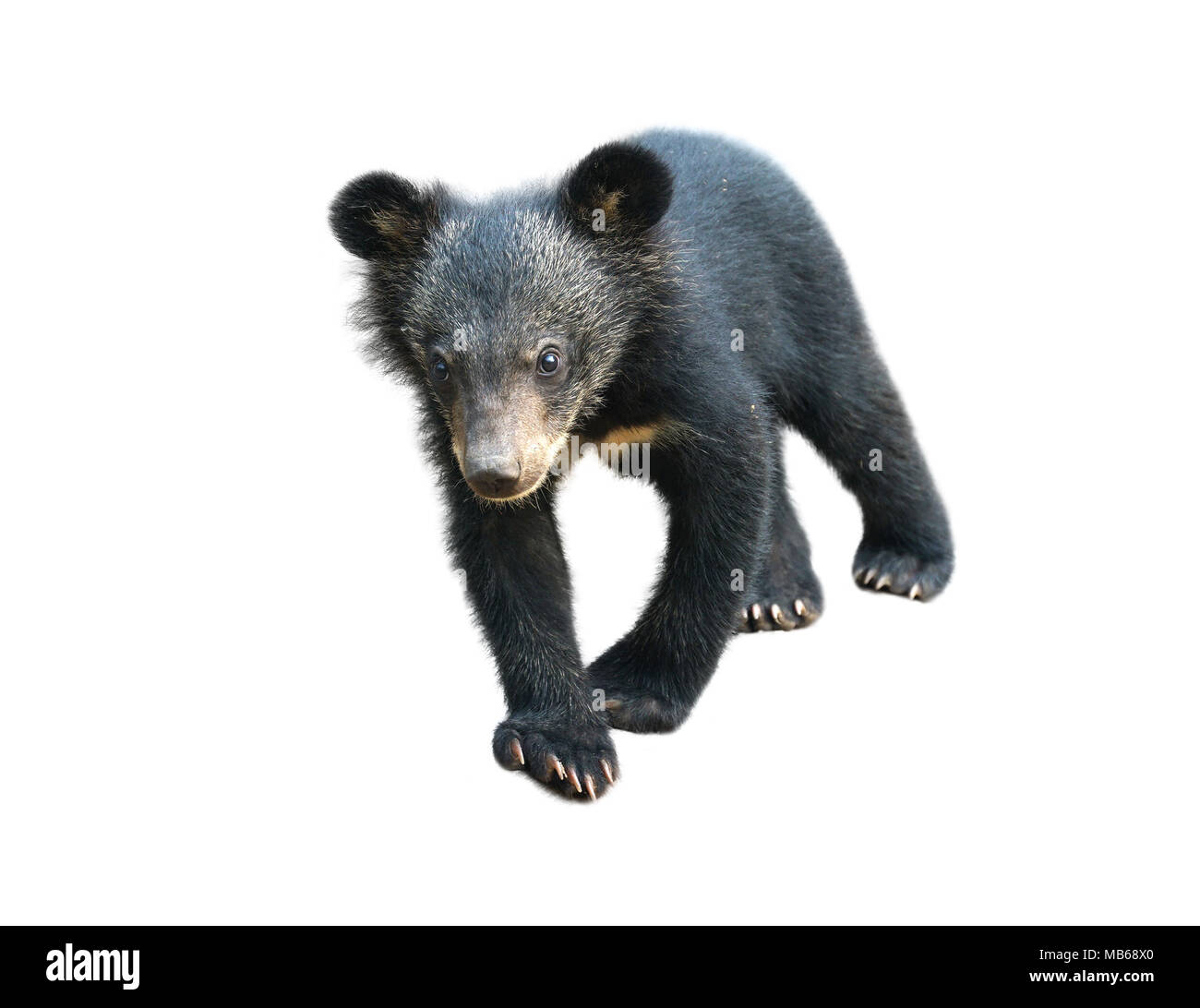 young asiatic black bear isolated on white background Stock Photo