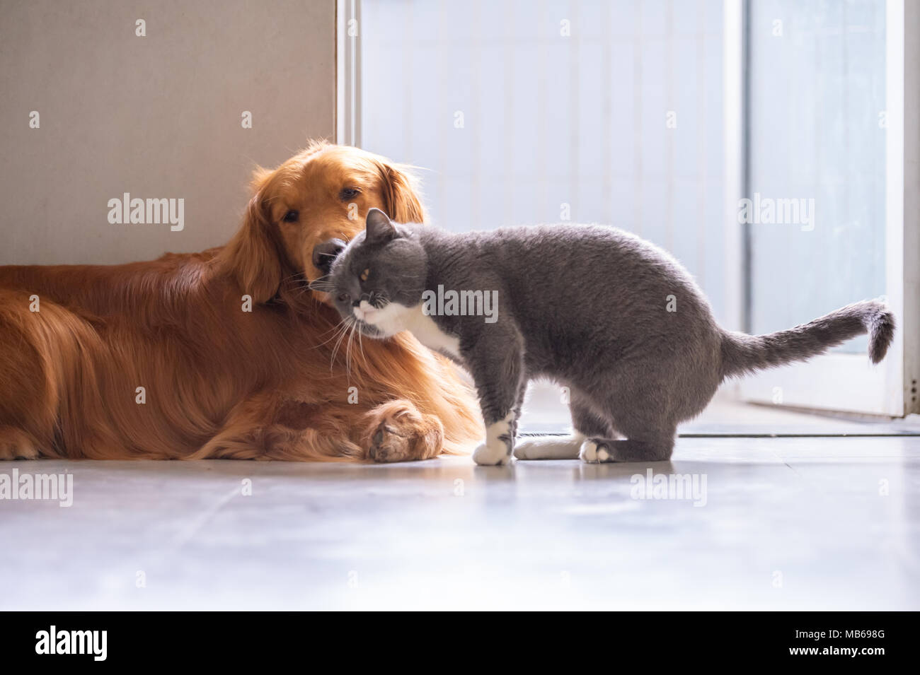 British Short Hair Cat And Golden Retriever Friendly To Get Along