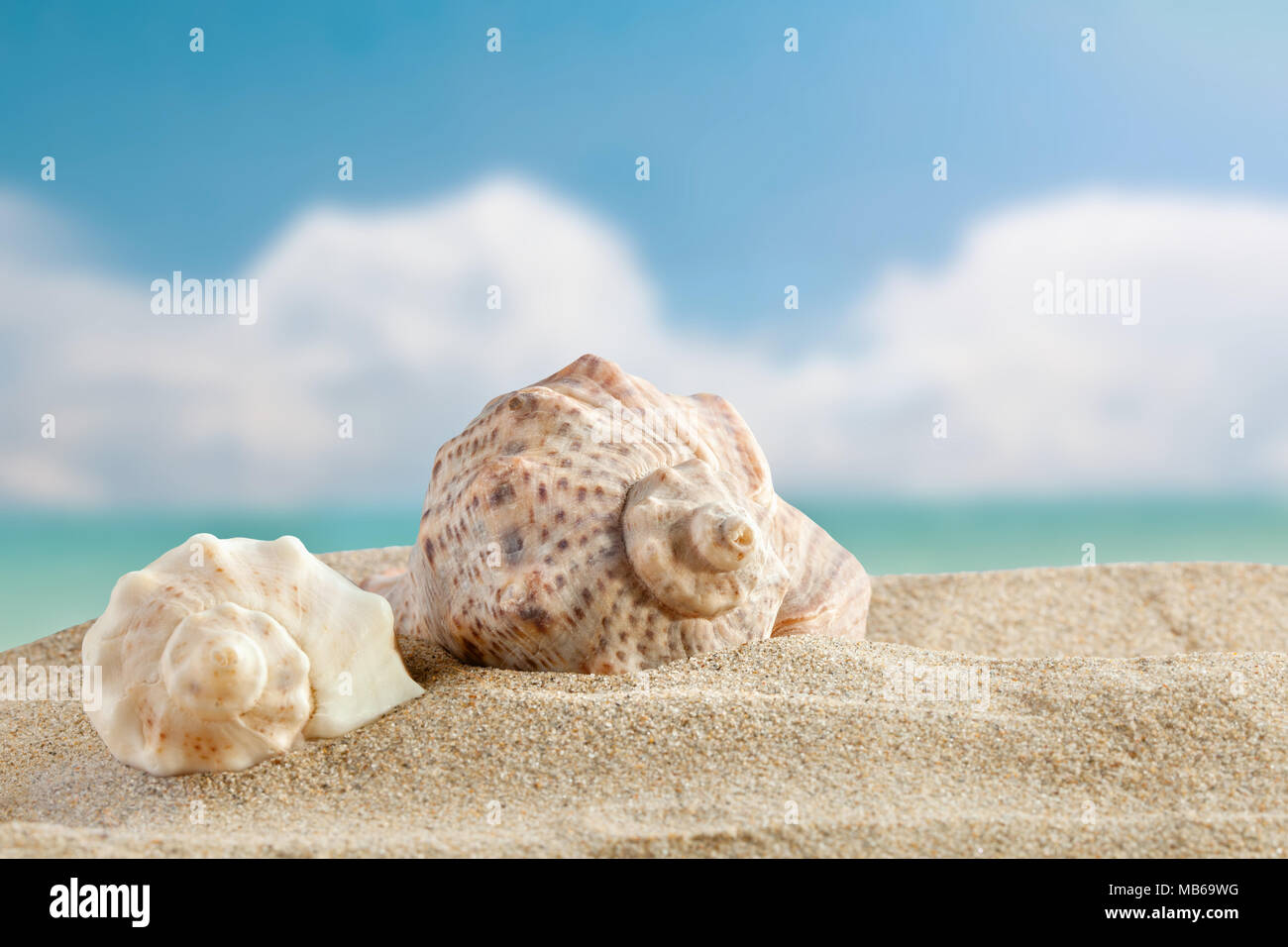 Sea shells are on a background of beautiful sea landscape. Stock Photo
