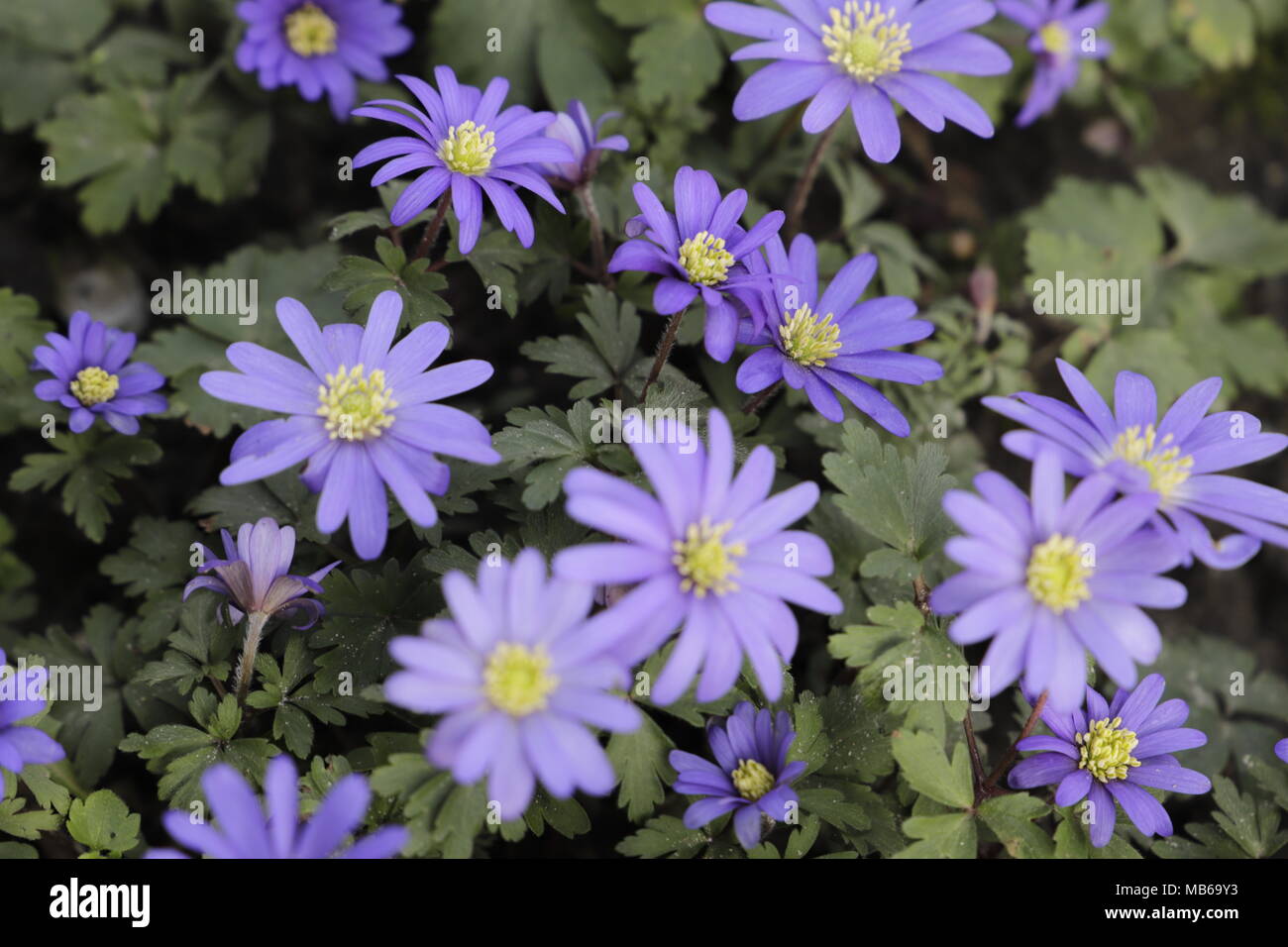 Anemone blanda a beautiful blue spring flower Stock Photo Alamy