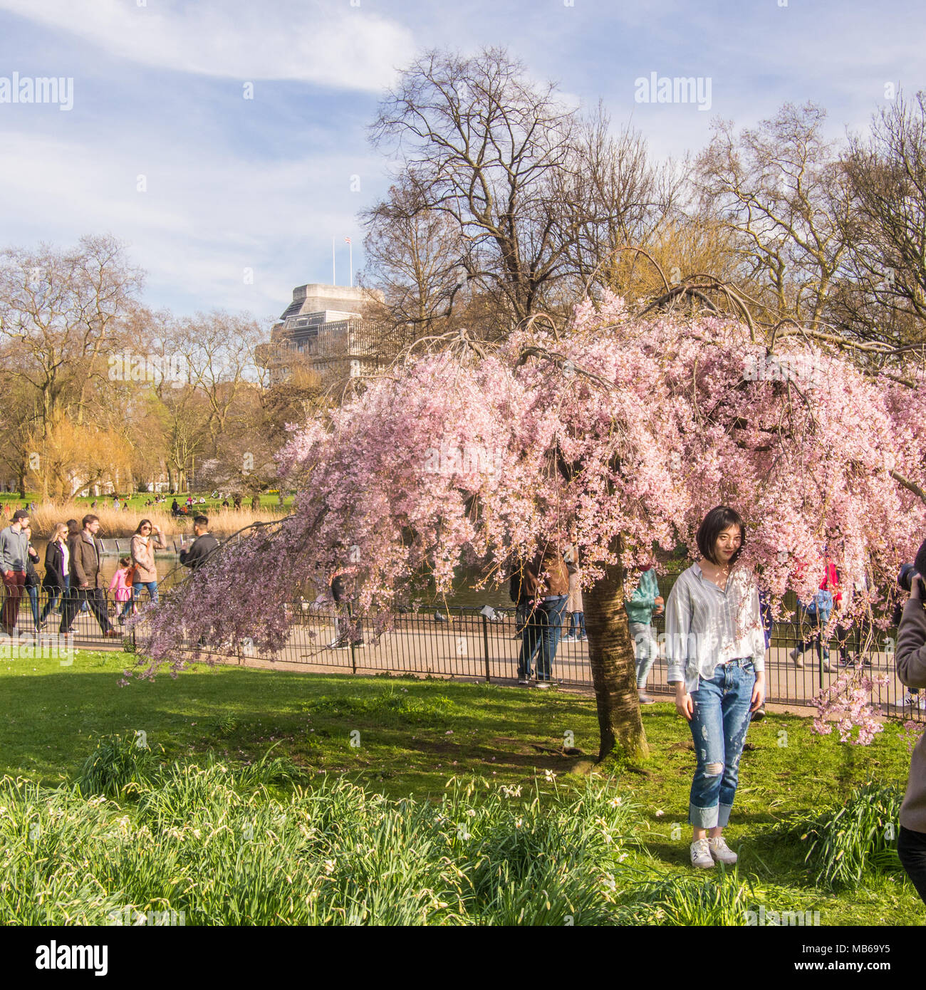 London blossom tree hires stock photography and images Alamy