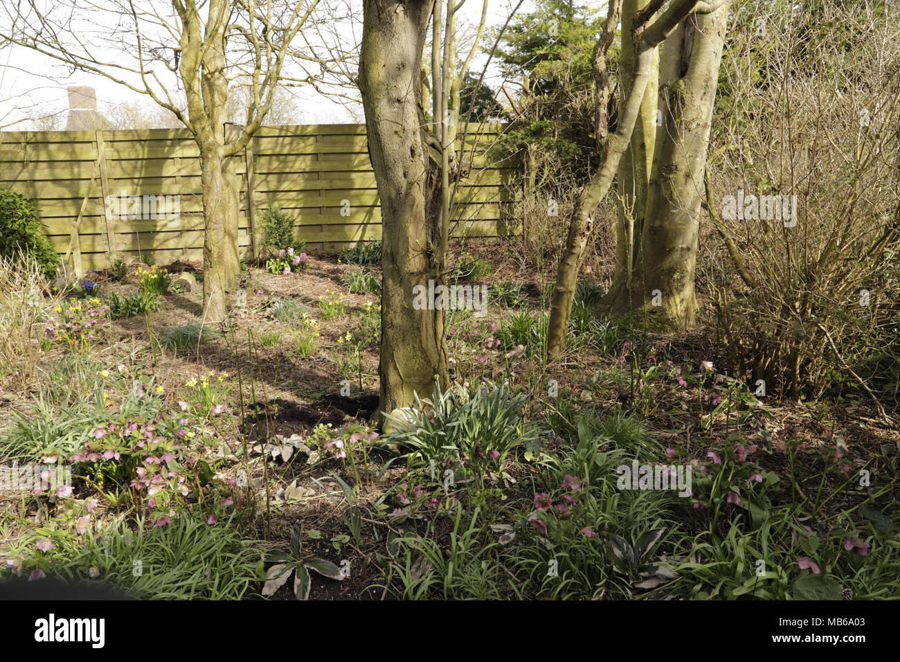 flowers start blooming in the forest in the spring Stock Photo - Alamy