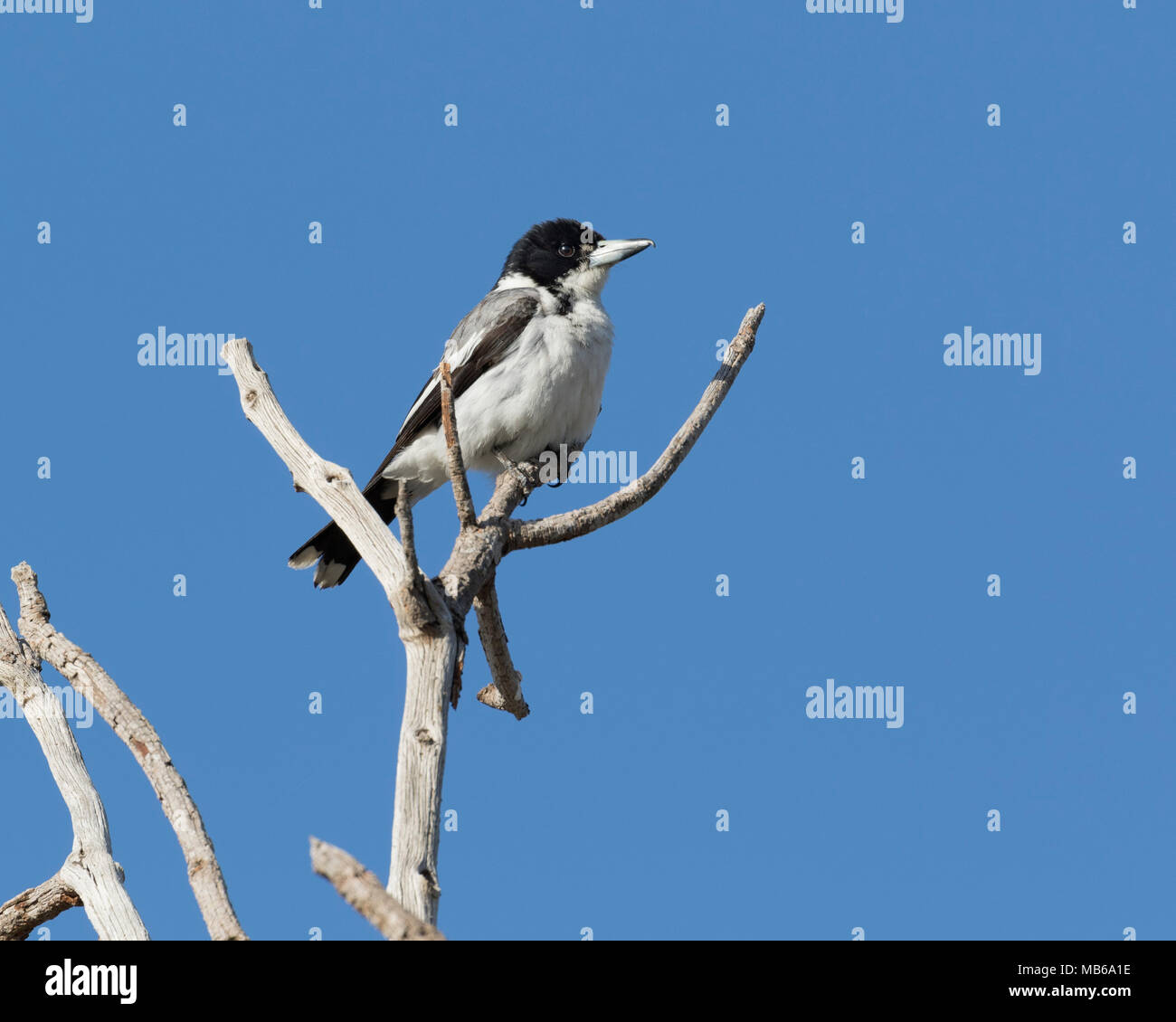 A Grey Butcherbird (Cracticus torquatus) perched in a tree in a local park in the Perth suburbs, Western Australia Stock Photo